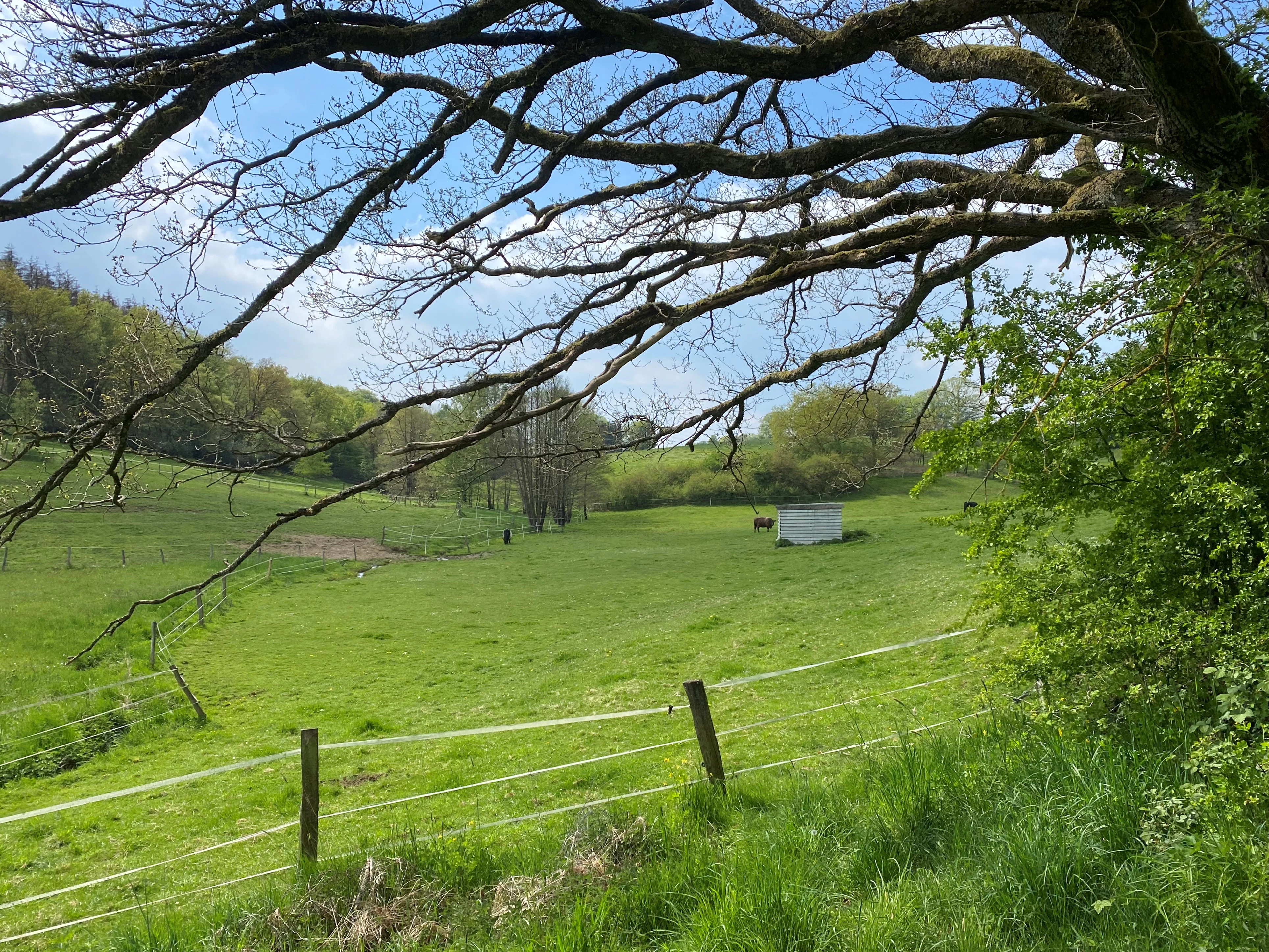 A wide, grassy, rolling valley landscape with a small shed and a wire fence in the foreground, viewed beneath the sprawling branches of a large tree.