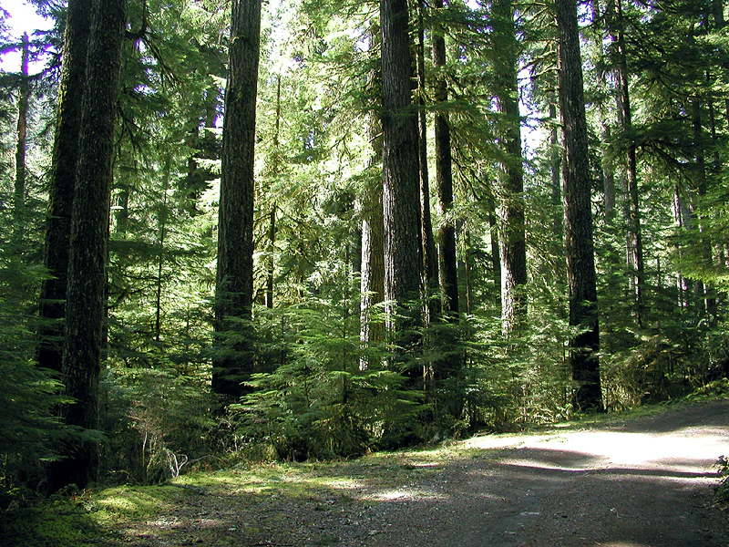 A dirt trail winds through a dense old-growth forest with tall, mature evergreen trees and dappled sunlight.