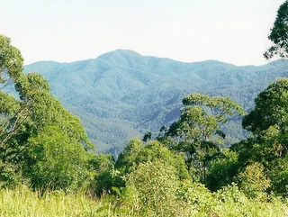 Bosque verde con montañas al fondo