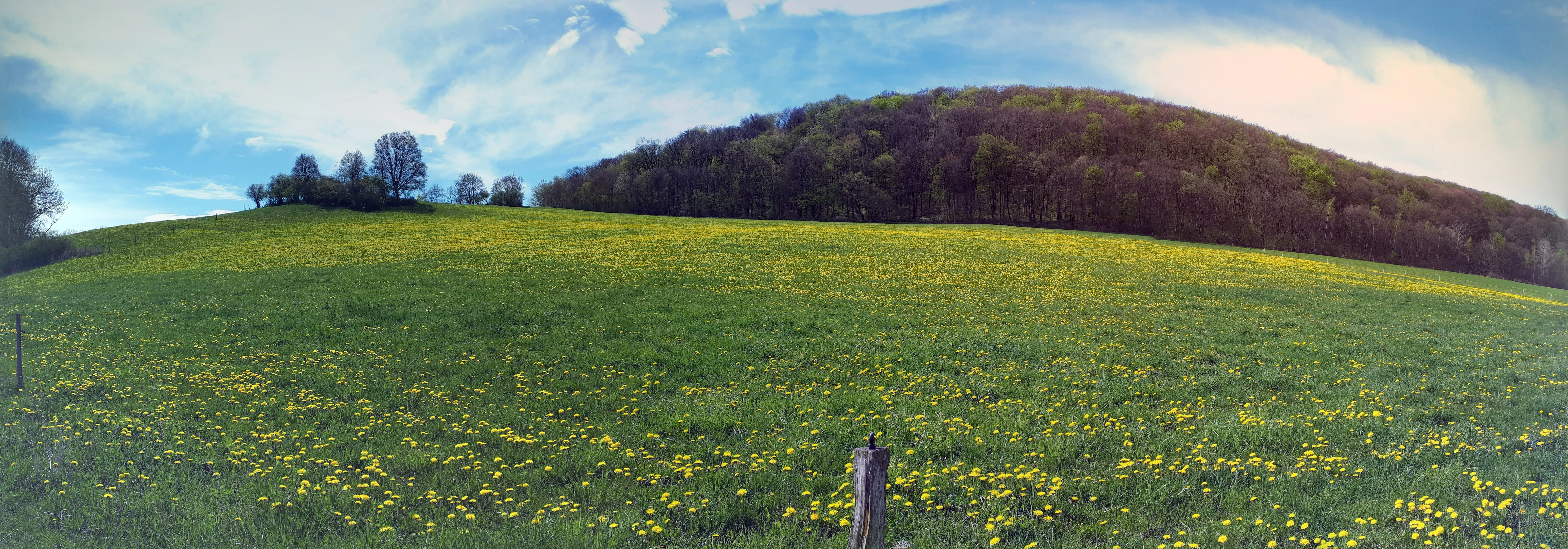 Panoramic landscape view of a green meadow filled with yellow dandelions, leading up to a wooded hill under a blue, cloudy sky.