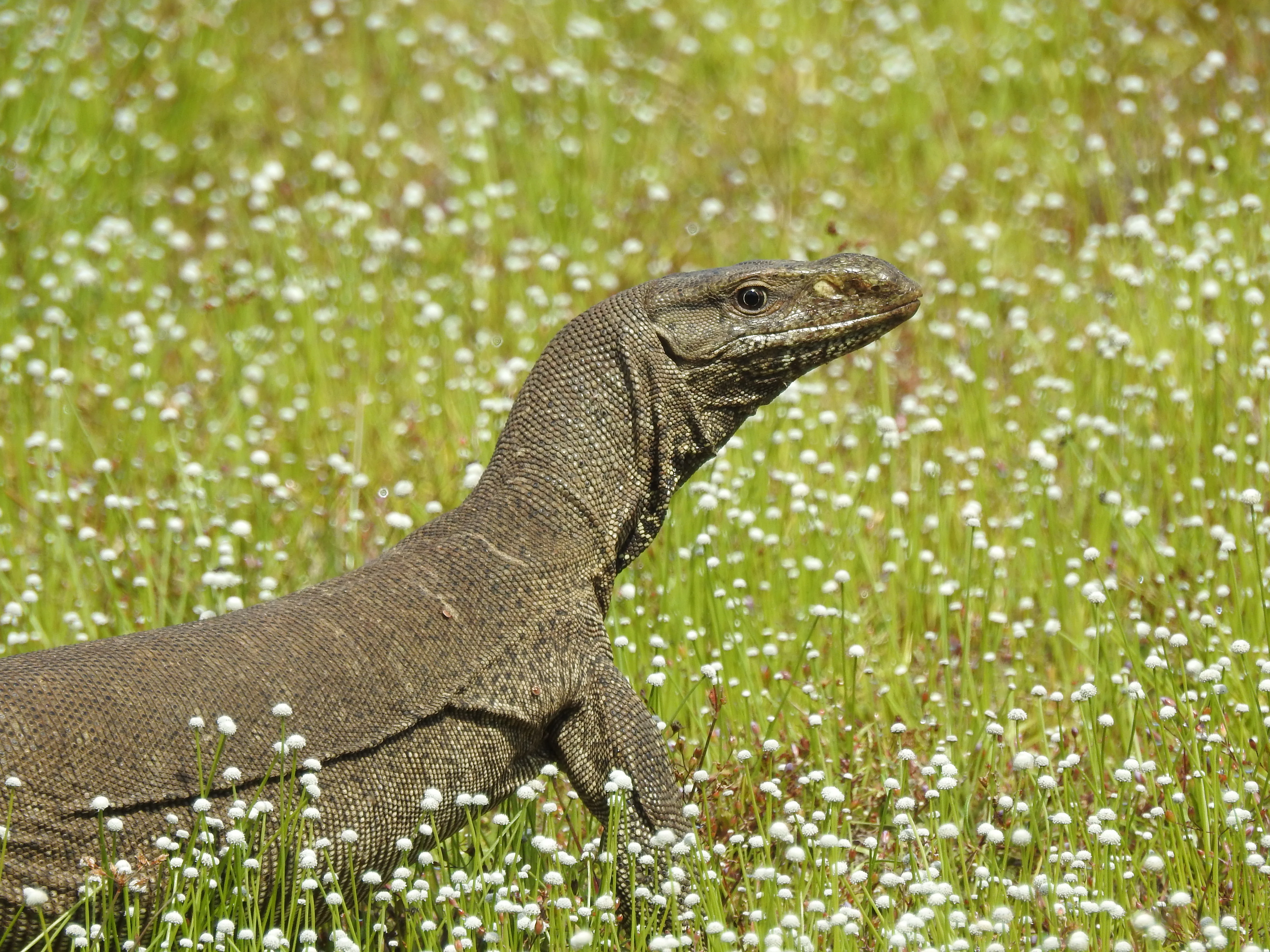 Un lagarto monitor de Bengala de pie en un campo de hierba verde y pequeñas flores blancas
