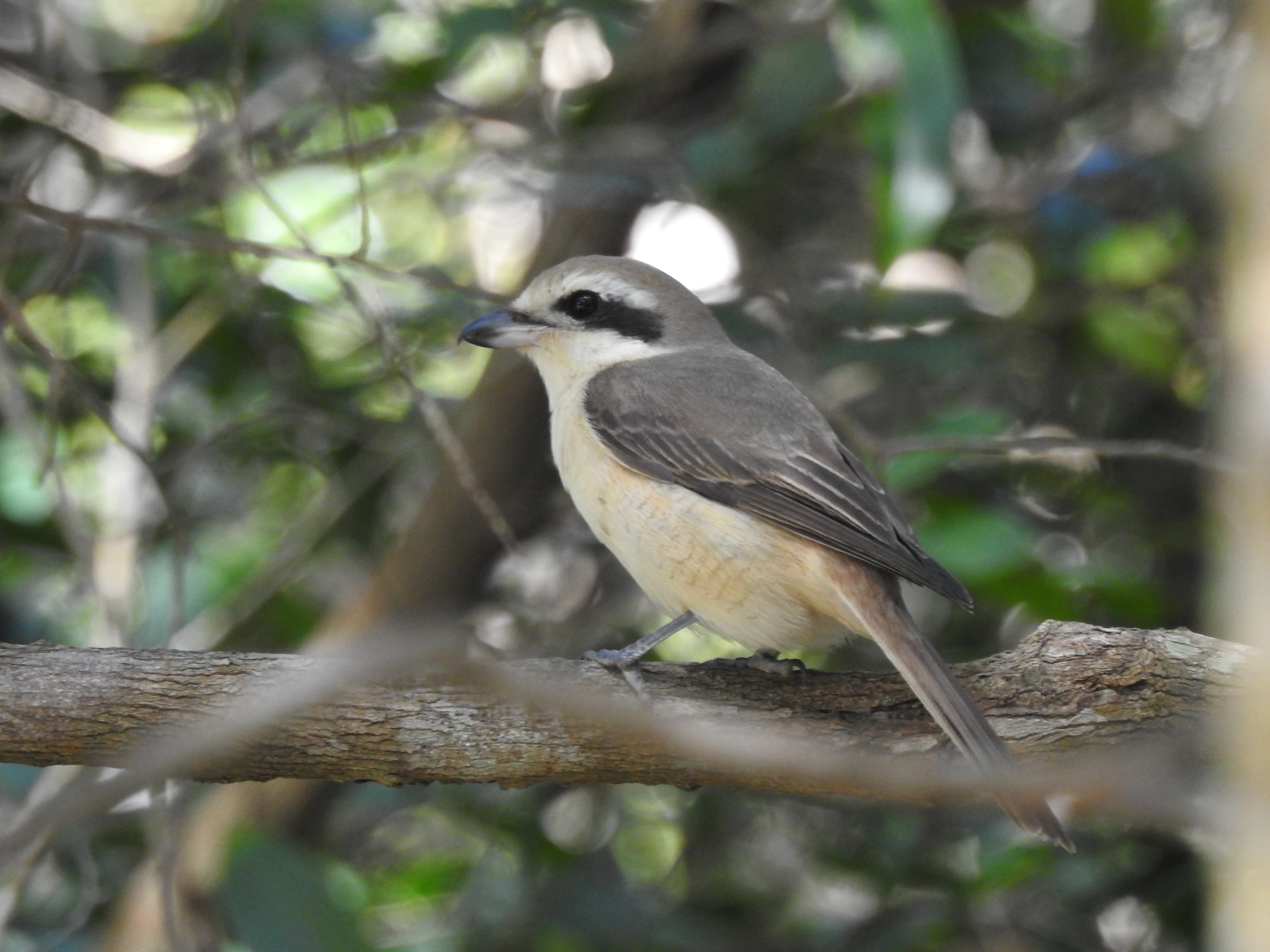 Pájaro alcaudón pardo posado en la rama de un árbol con un fondo desenfocado de follaje verde