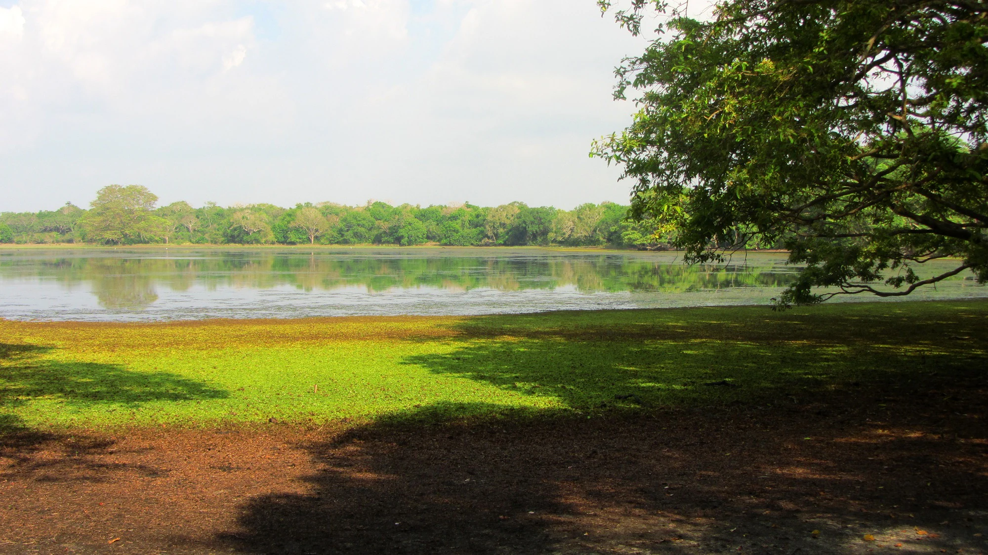 Lago natural rodeado de césped verde y árboles con fondo boscoso