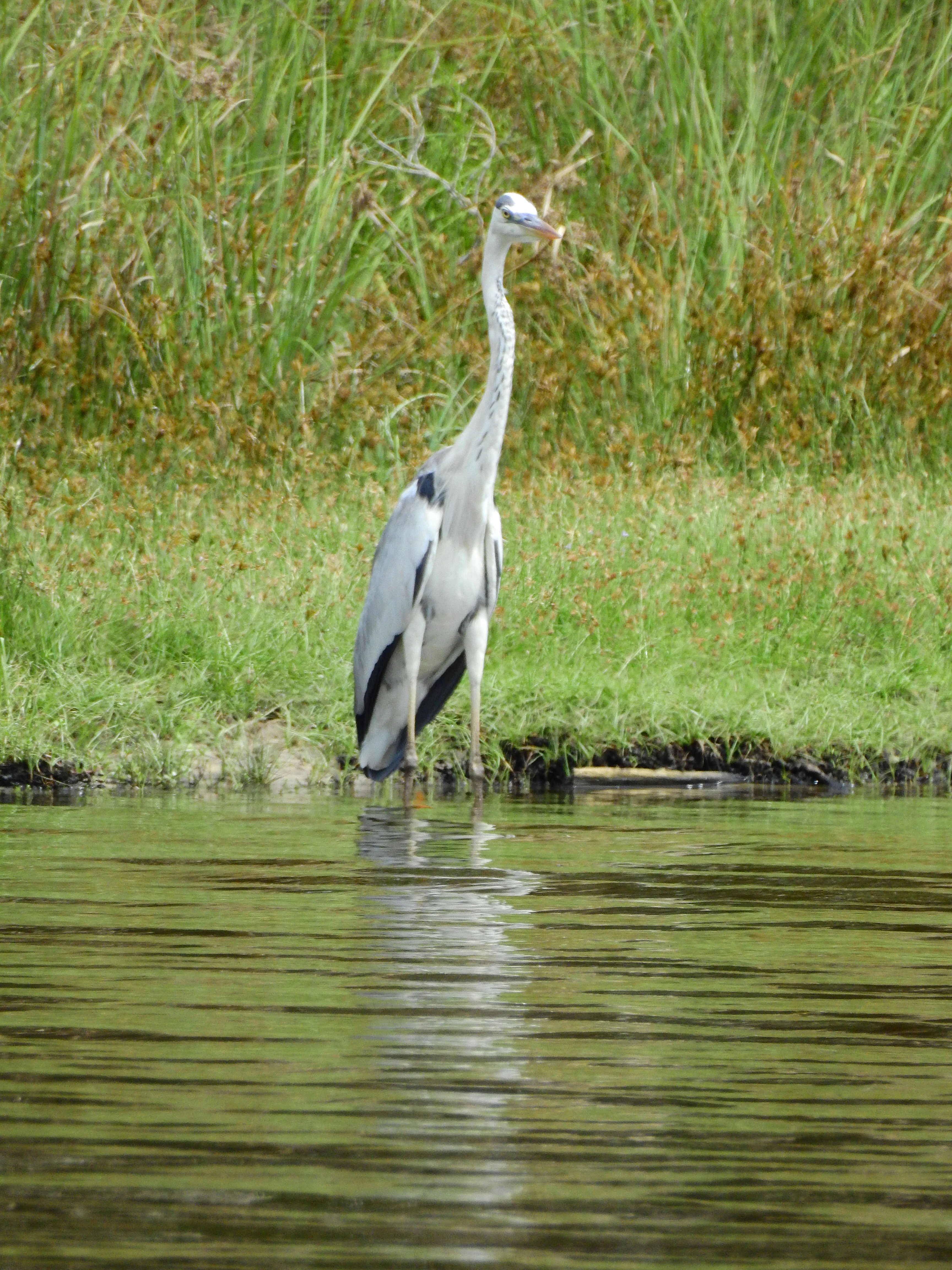 Garza real de cuello y patas largas de pie en aguas tranquilas, rodeada de hierbas altas y vegetación