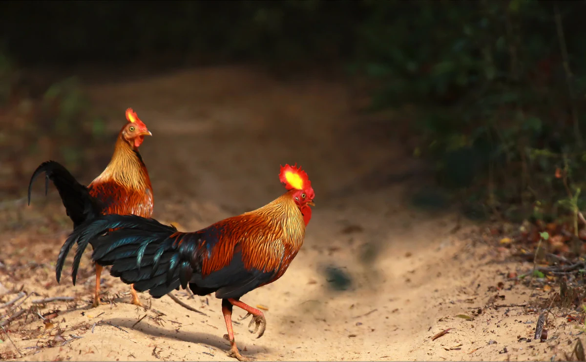 Dos gallos de jungla de Sri Lanka caminando por un sendero arenoso con fondo de bosque