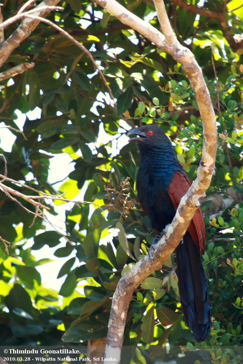 Un ave de plumaje azul oscuro y marrón rojizo posada en la rama de un árbol rodeado de follaje verde