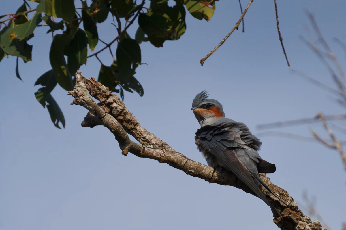 Ave Crested Treeswift de plumaje gris y pecho rojizo posada en la rama de un árbol contra un cielo azul claro