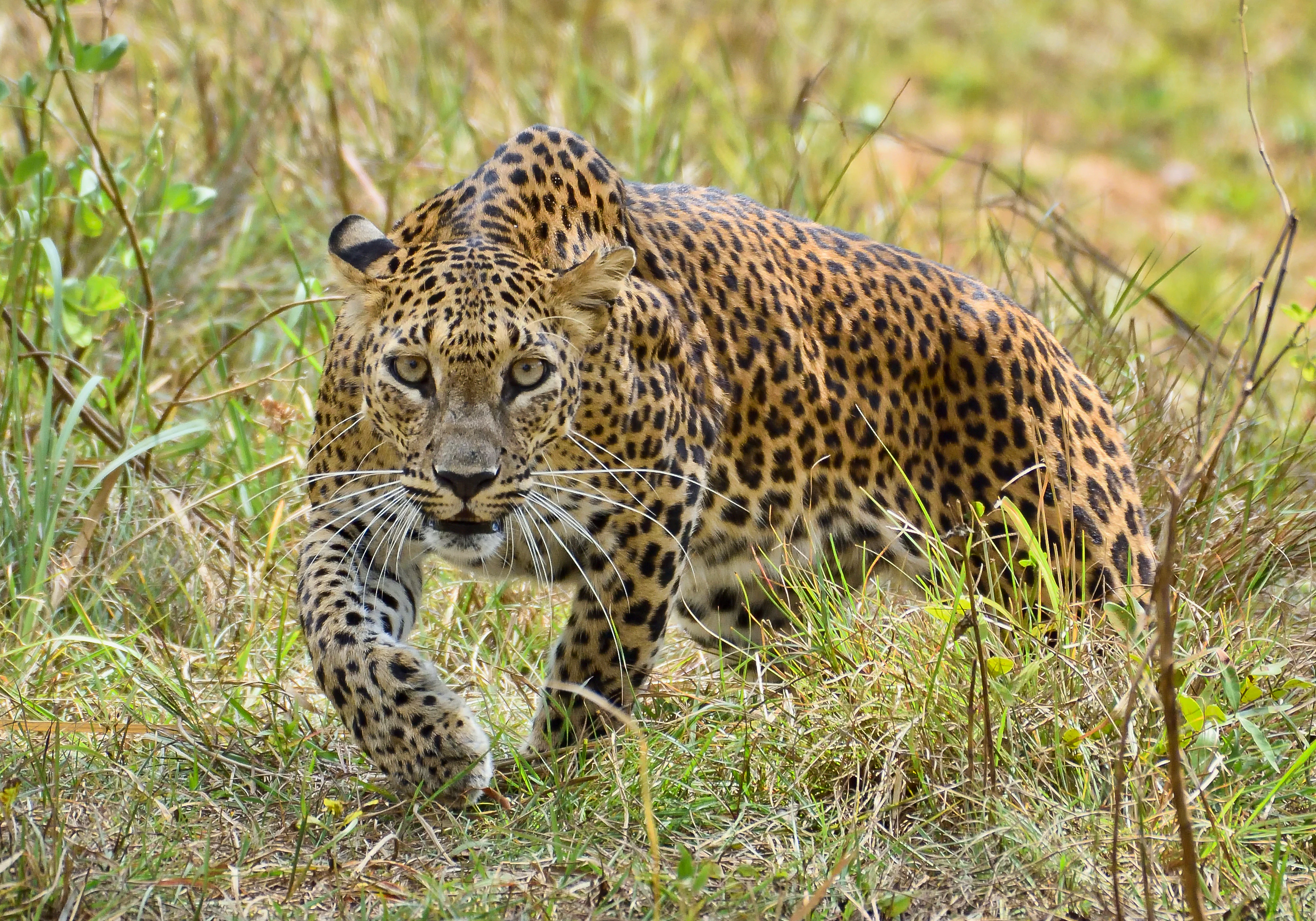 Un leopardo de Sri Lanka con un pelaje leonado y rosetas oscuras caminando entre la hierba alta