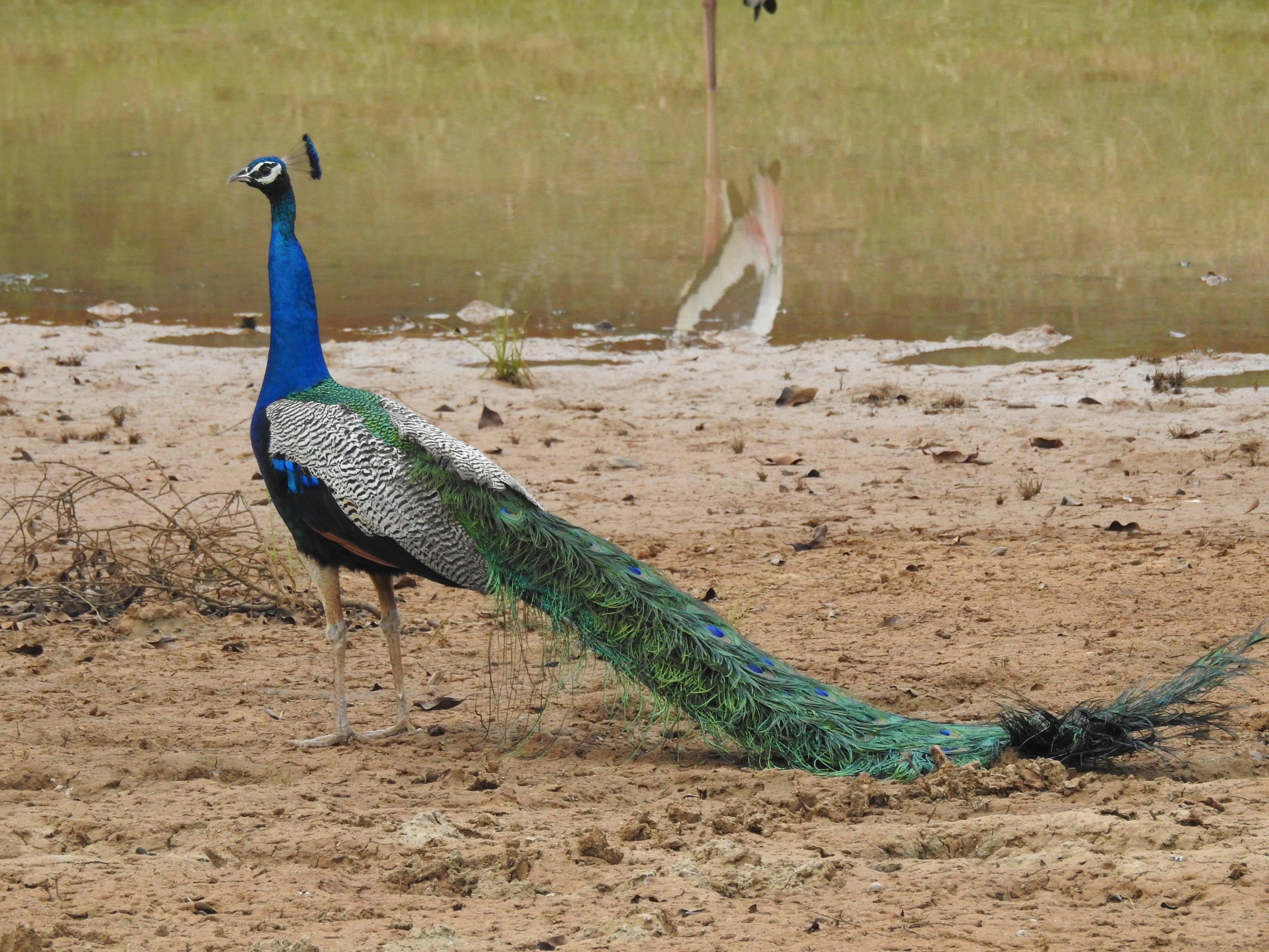Pavo real indio con plumaje azul y verde de pie sobre terreno arenoso cerca de un cuerpo de agua