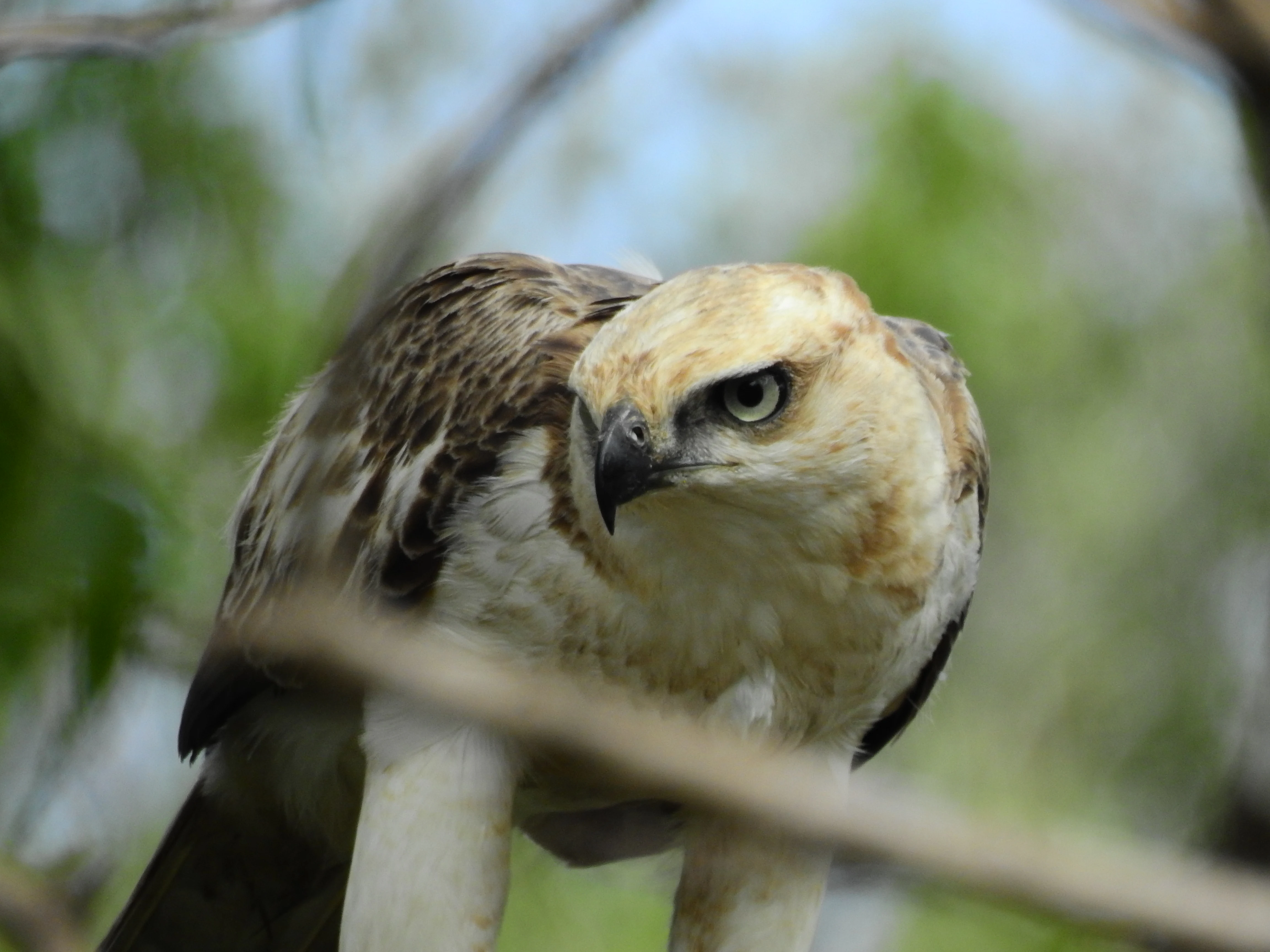 Águila crestada con plumaje marrón y blanco posada en una rama, fondo de follaje verde