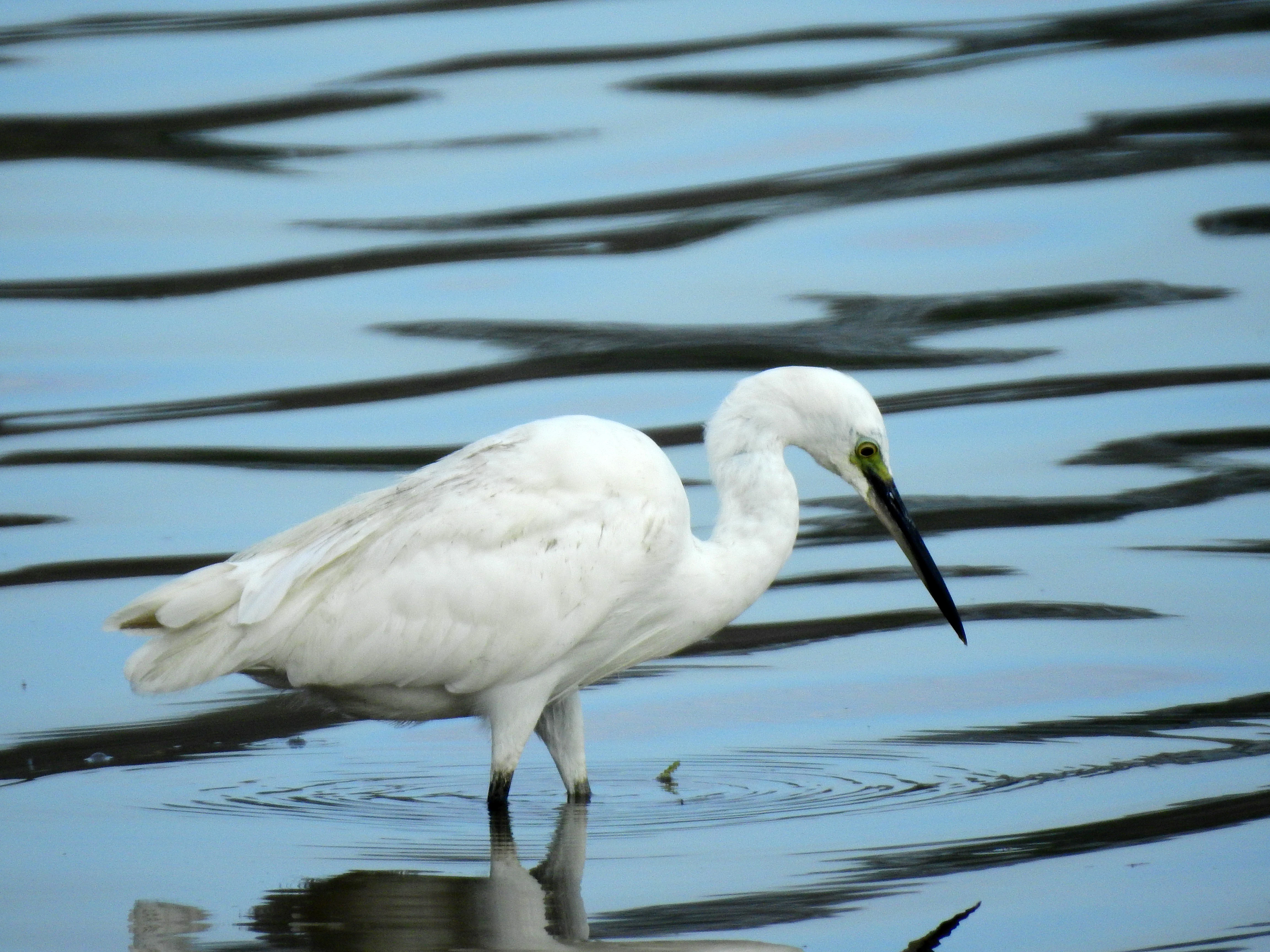 Garza blanca pequeña de pie en agua tranquila con reflejo