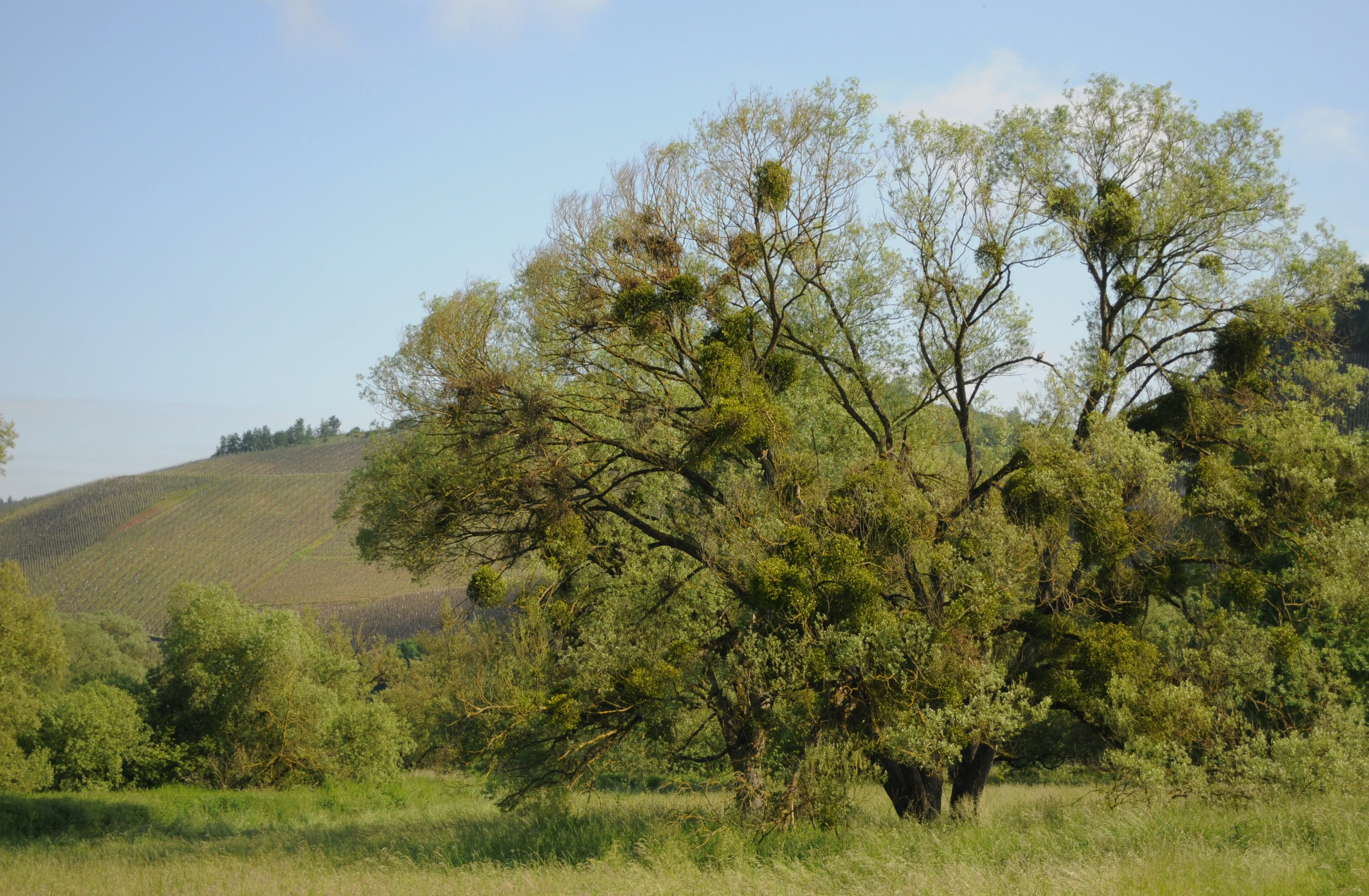 A mature, broad-canopied willow tree covered in numerous green clumps of mistletoe, situated in a grassy river floodplain with a rolling hill in the background.