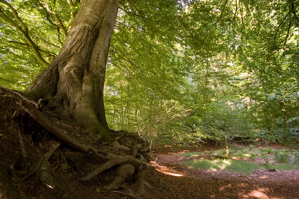 A close-up view of a large beech tree with exposed gnarled roots at the base, leading into a dense green forest interior.