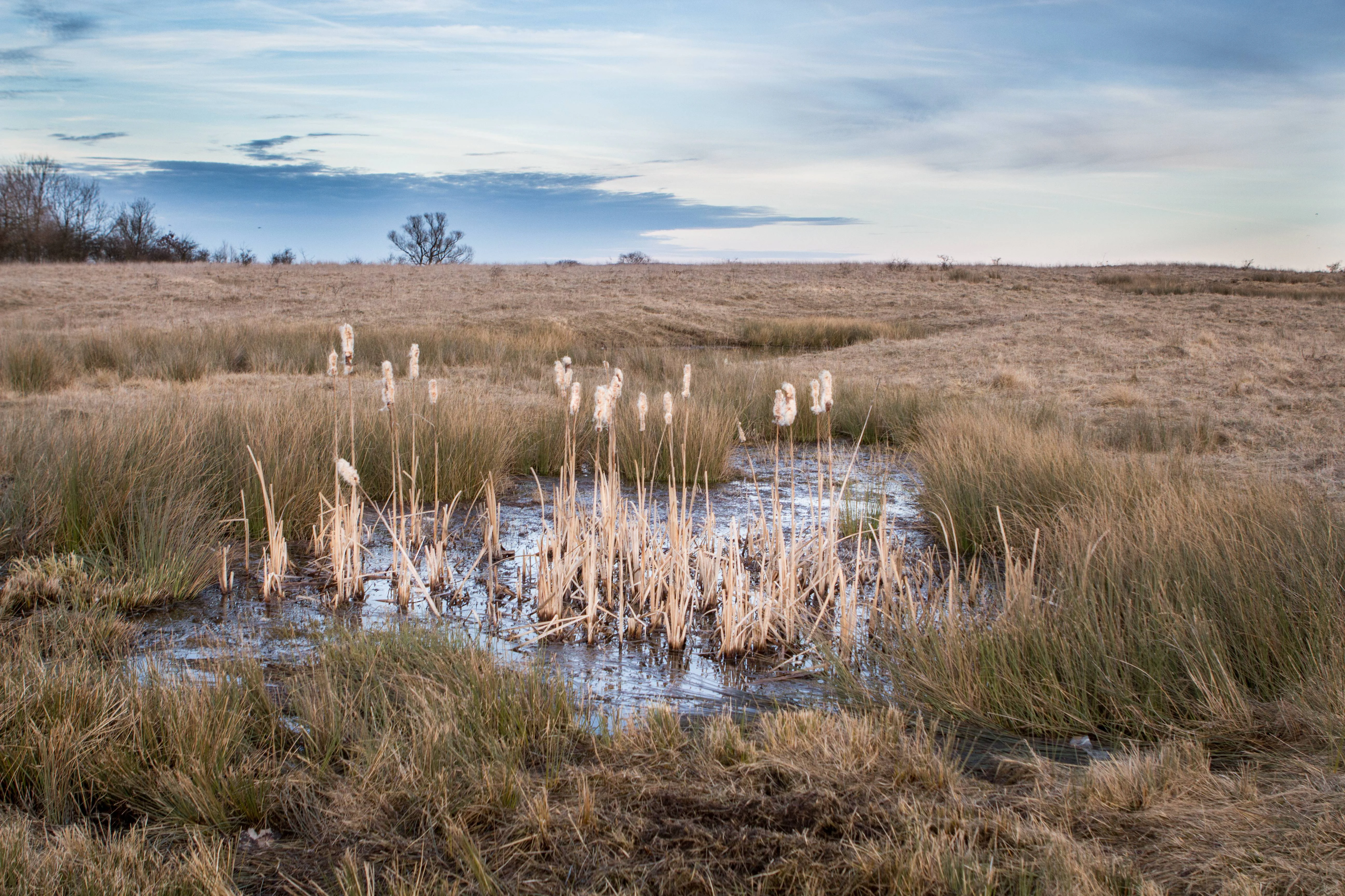 A small shallow pond surrounded by dry marsh grass and cattails on a wide open plateau under a cloudy sky.