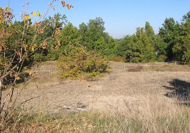 A dry sandy grassland field with sparse brown and green vegetation, a wooden post-and-rail fence running across the middle ground, and a line of green deciduous trees in the background under a clear blue sky.
