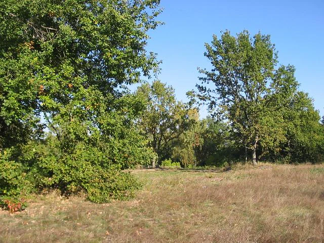 A field of dry brown grass with green trees and a clear blue sky.