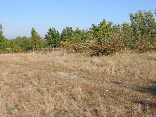 A wide field of dry brown grass leading to a line of green trees and bushes under a clear blue sky, with a few wooden posts visible.