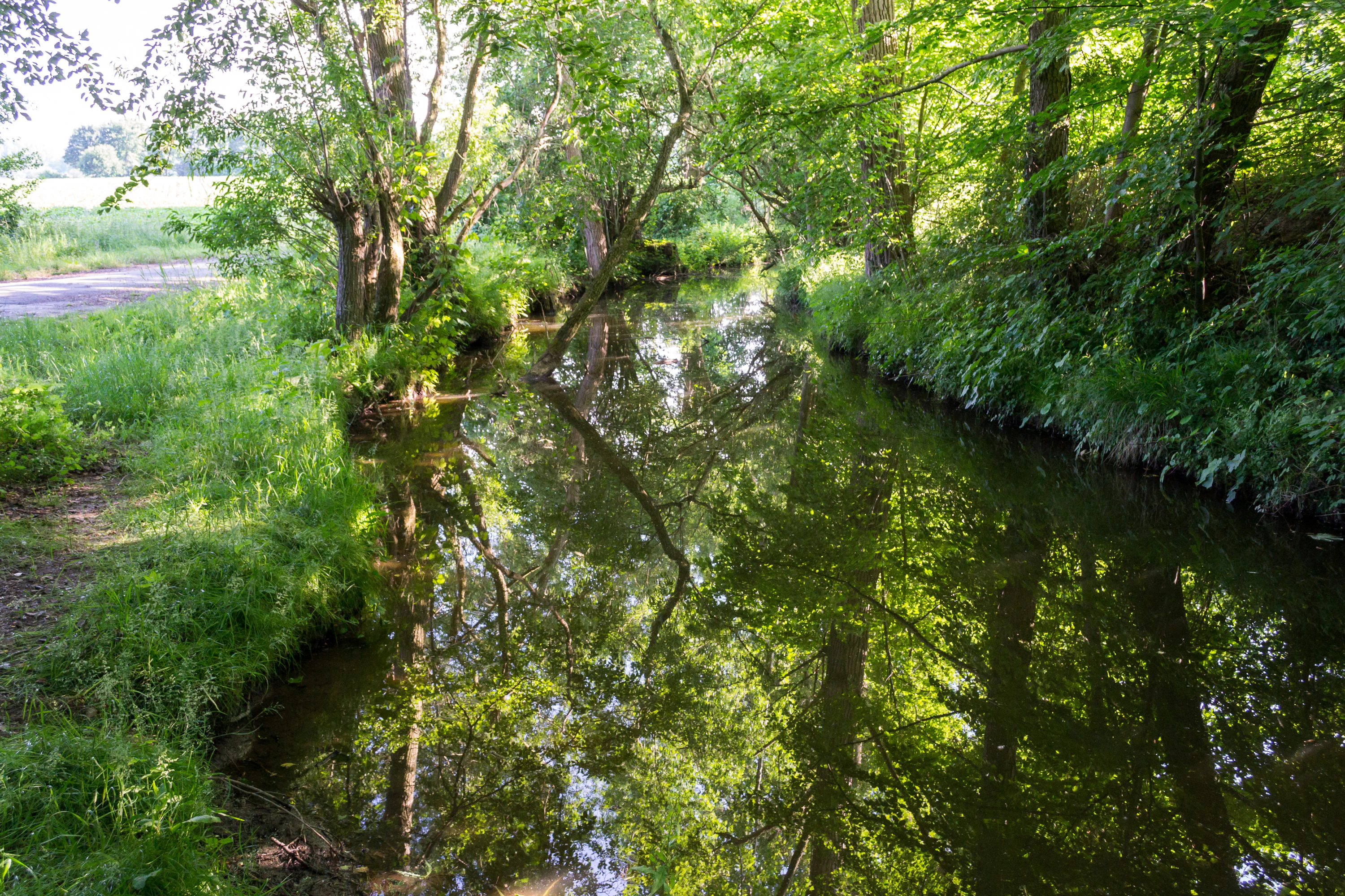 A calm, narrow stream flows through a lush, green forest with sunlight filtering through the dense canopy, creating reflections on the water surface.