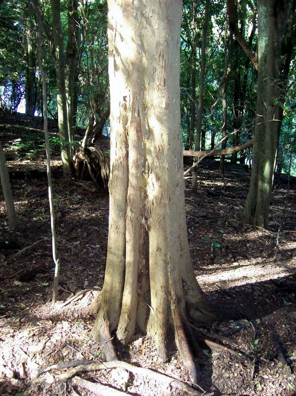 A close-up view of the trunk and flared buttress roots of a large native elm tree in a shaded forest environment.