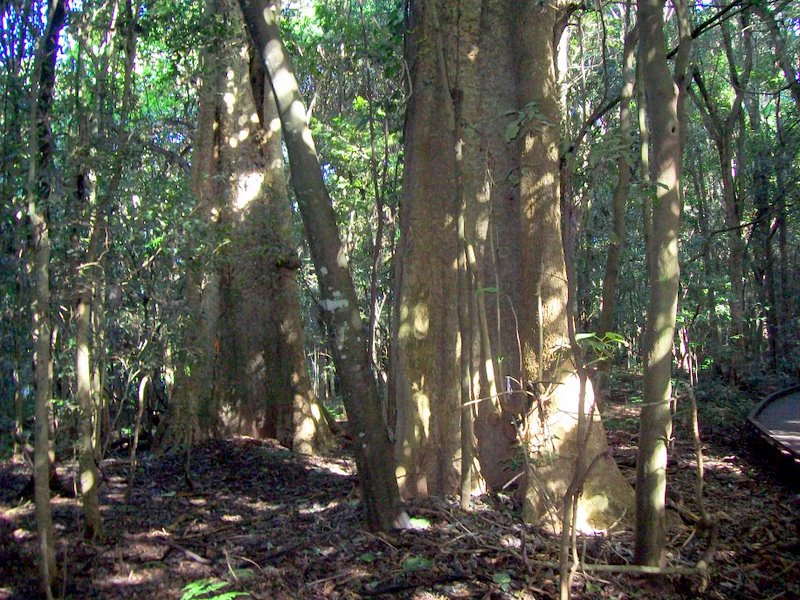 A view of several tall, thick-trunked trees in a dense subtropical rainforest, with dappled sunlight filtering through the canopy onto the forest floor.