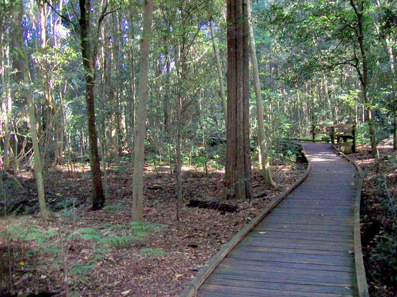 A wooden boardwalk path curving through a dense subtropical forest with tall trees and leaf litter on the ground.
