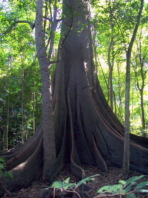 Close-up view of the massive buttress roots of a Moreton Bay fig tree within a dense rainforest.