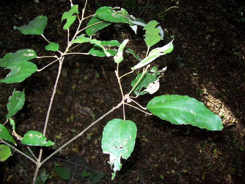 Close-up of green Mallotus philippensis leaves on thin woody stems in a forest setting.