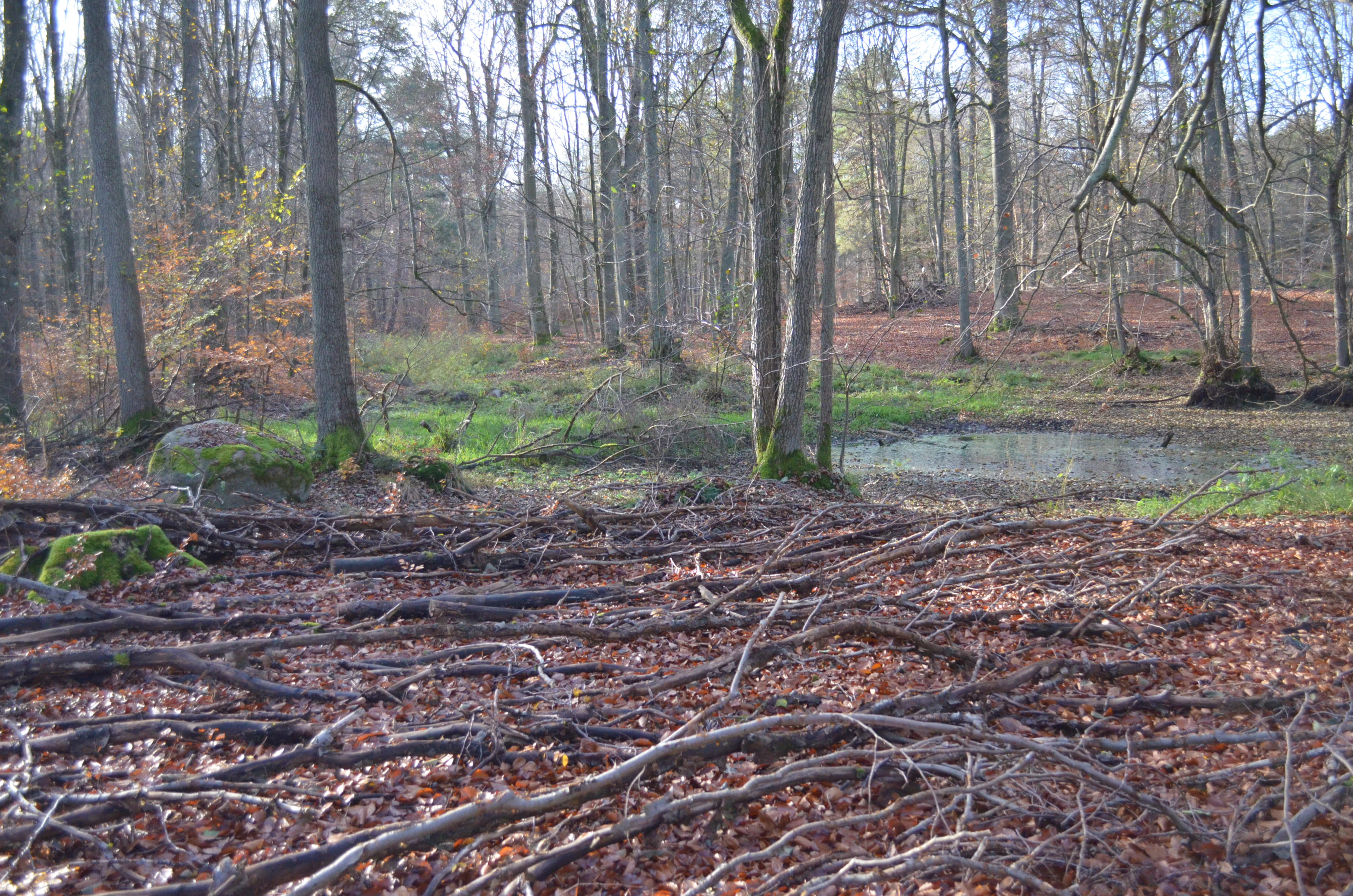 A small, still pond sits in the middle of a deciduous forest floor covered with fallen leaves and twigs.