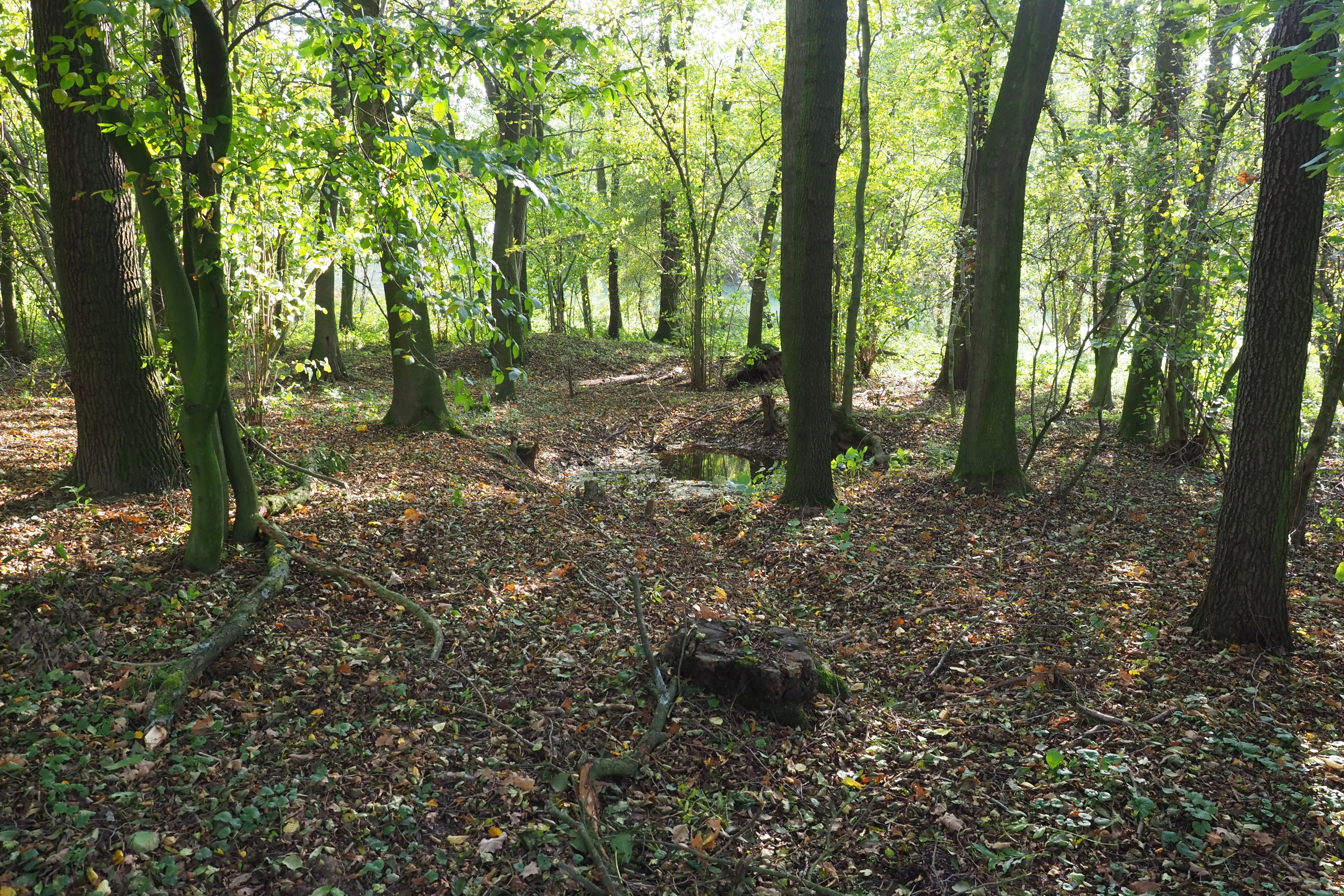 A view into a woodland area with mature trees and a forest floor covered in autumn leaves and scattered debris.
