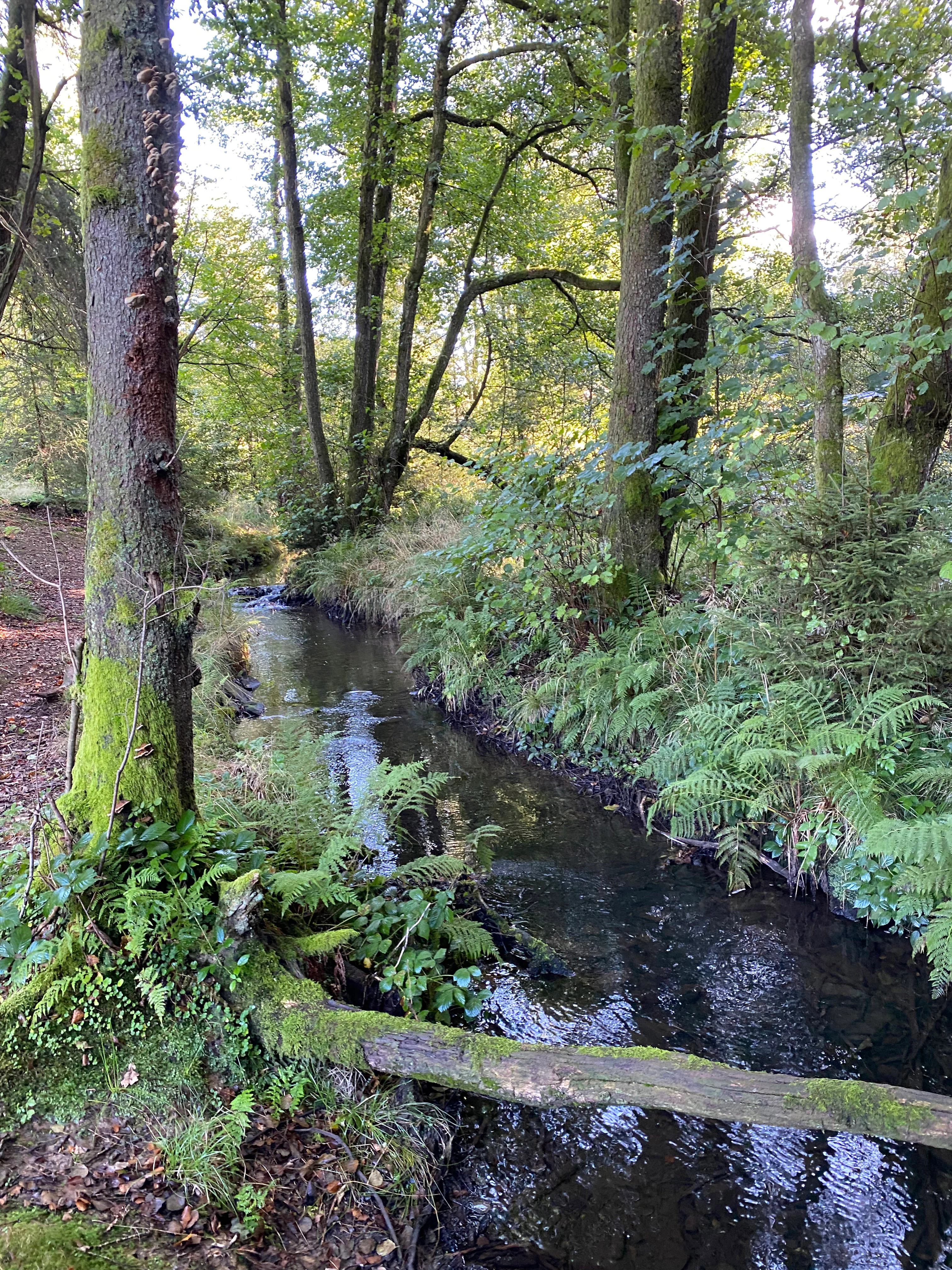 A small, calm river winding through a dense, mossy forest with ferns and tall deciduous trees along the banks.