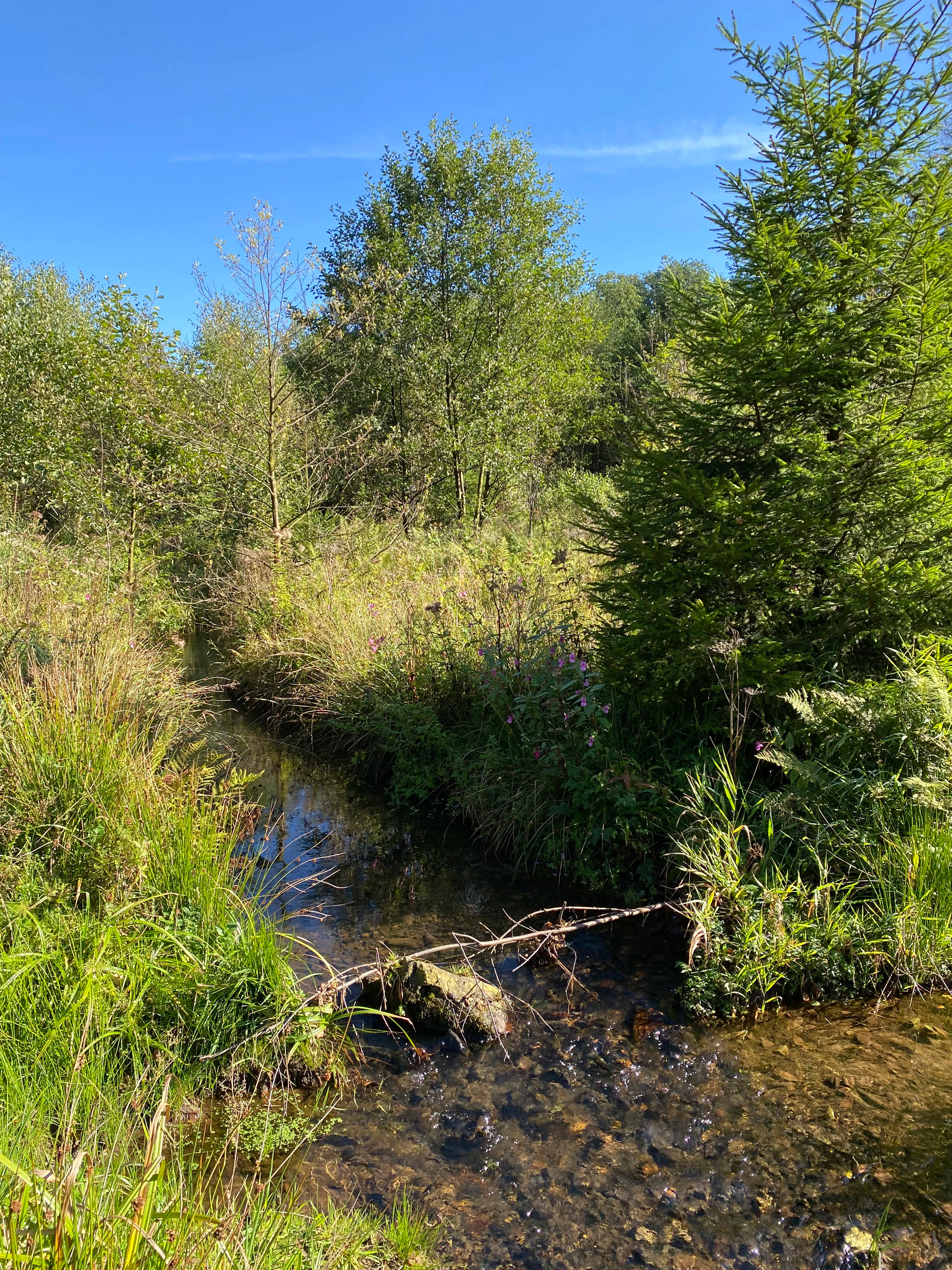 A small, clear stream flows through a lush, green riparian landscape with deciduous and coniferous trees under a clear blue sky.
