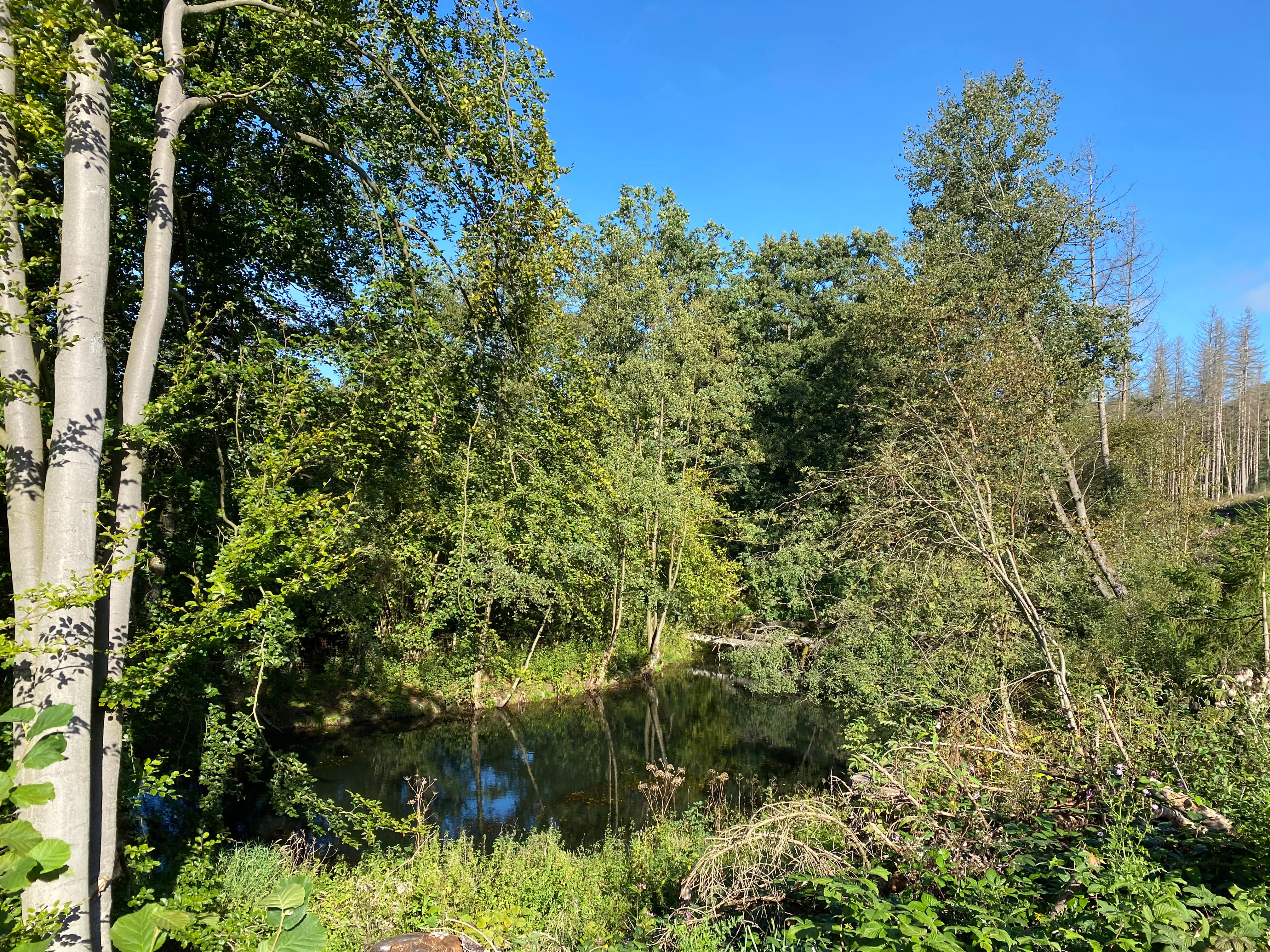 A calm section of a river surrounded by dense green deciduous trees and riparian vegetation under a clear blue sky.