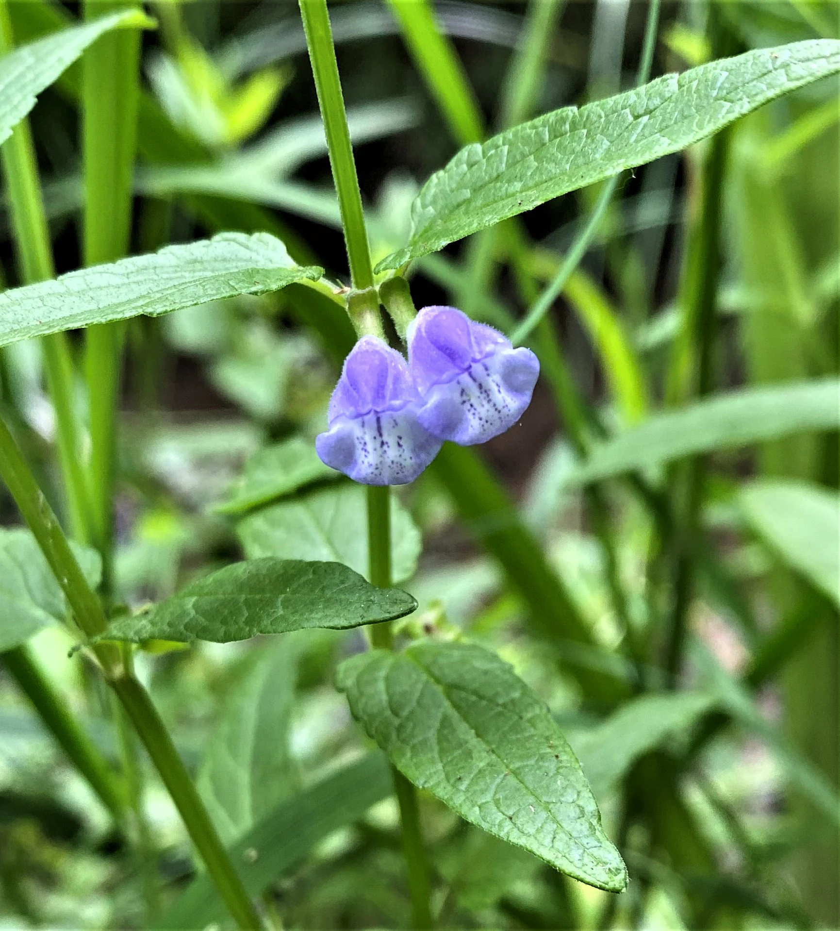 A close-up of a Common skullcap plant with two small, light purple, hooded flowers blooming among green leaves and stems.