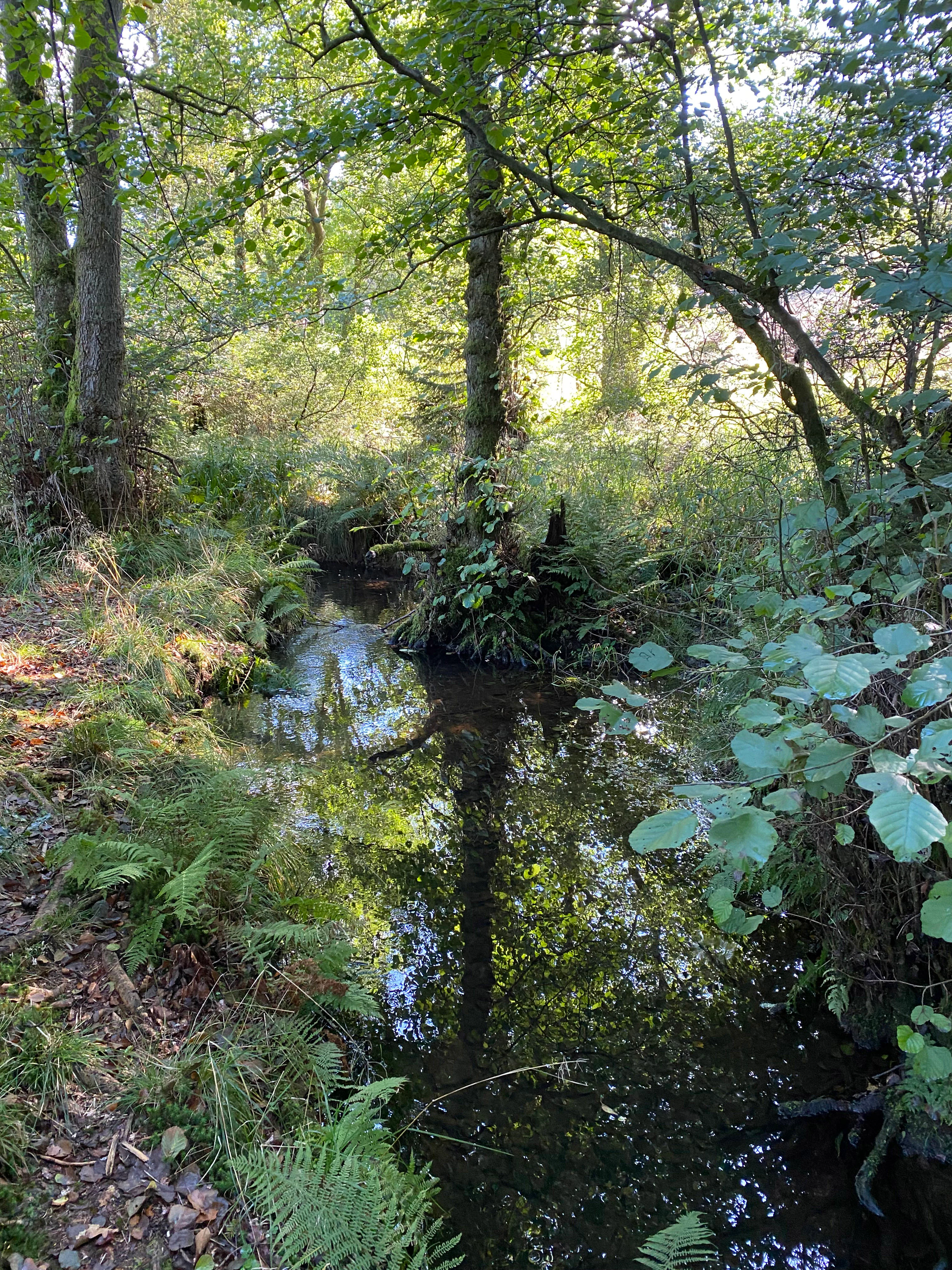 A small, calm stream winds through a dense, green forest with dappled sunlight hitting the reflective water.