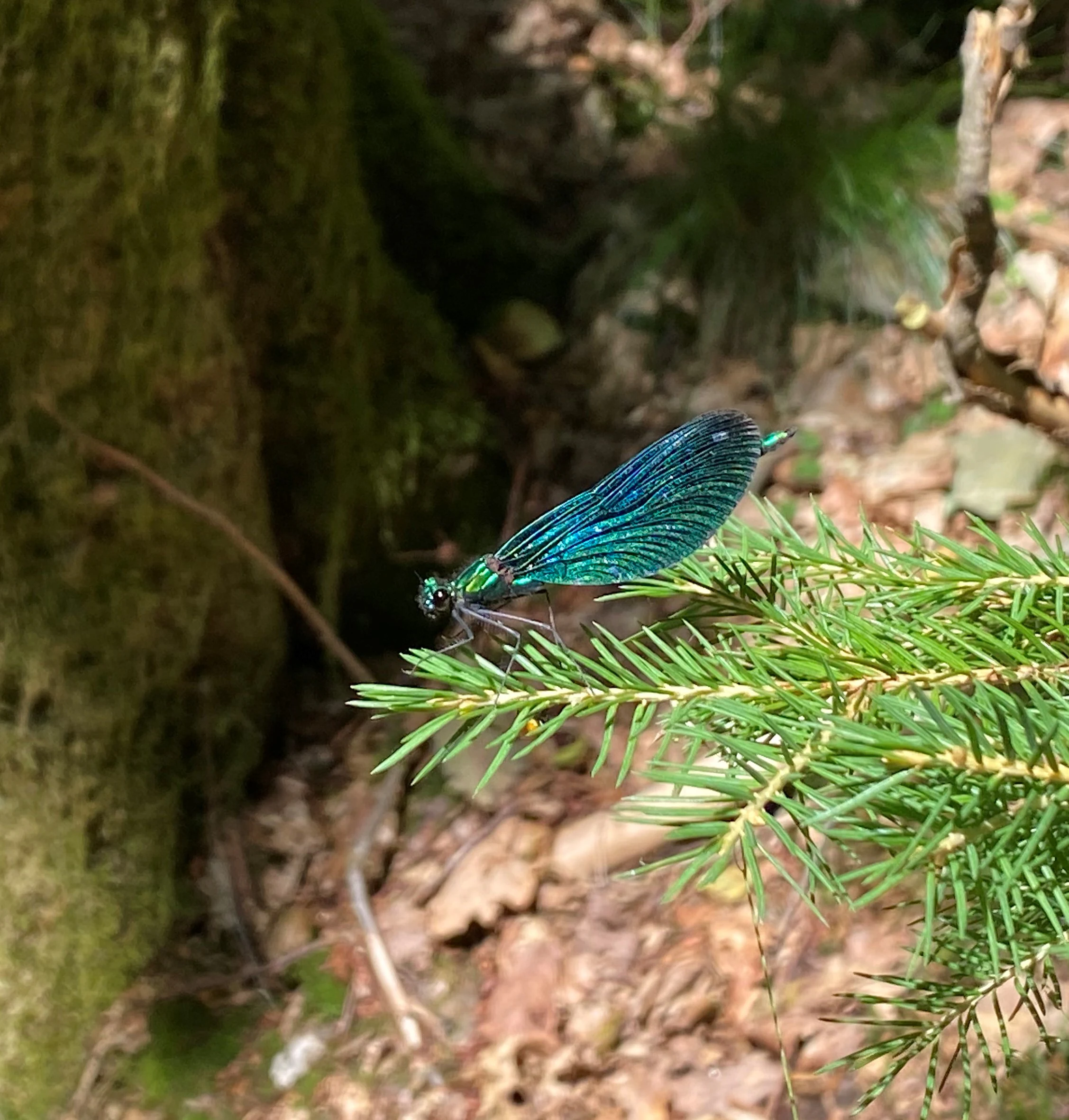 A close up view of a metallic blue-winged damselfly perched on the green needle-covered branch of a coniferous tree.