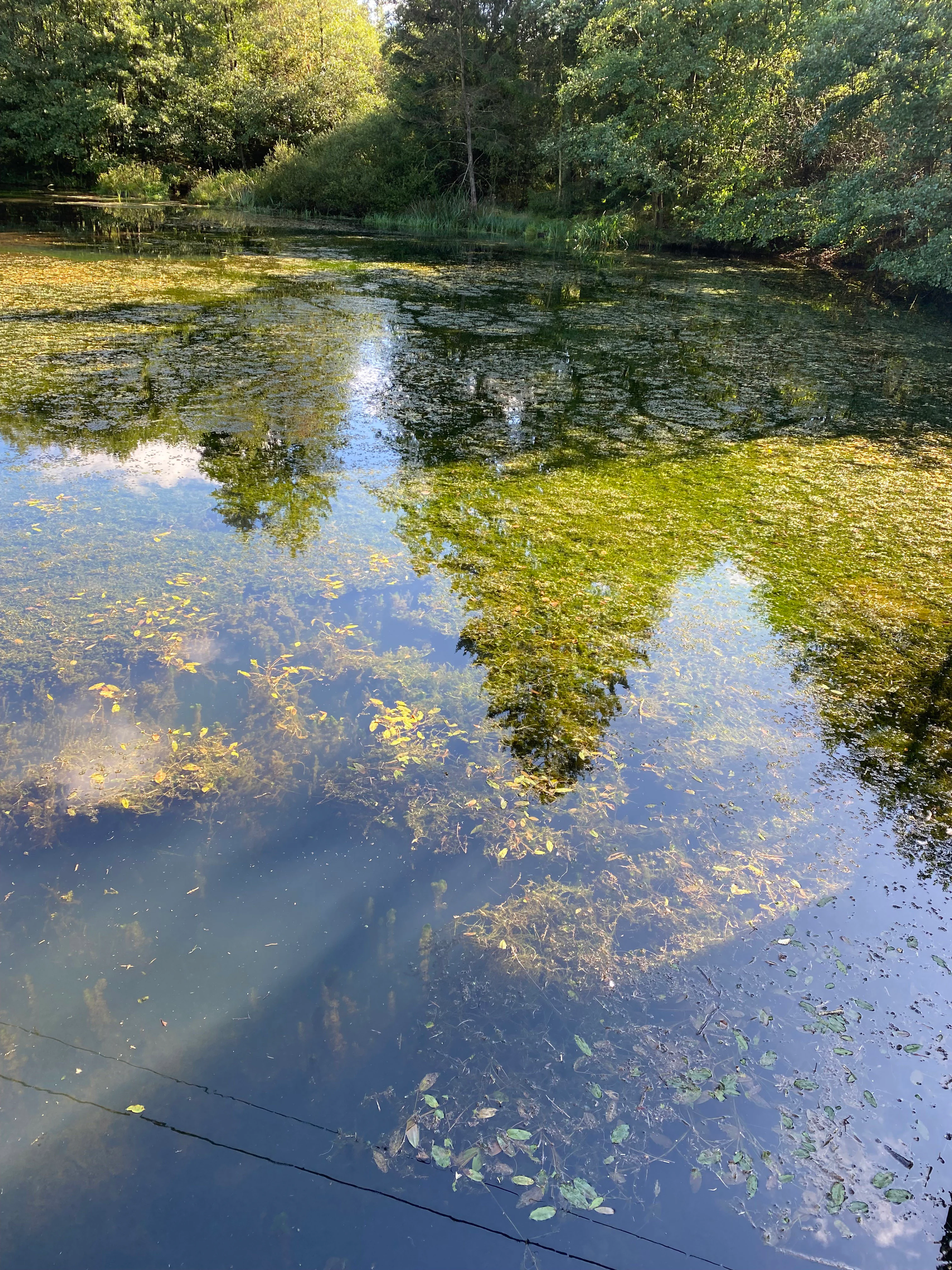 A view looking down into the calm, reflective water of a reservoir, showing patches of underwater aquatic plants and fallen leaves with reflections of surrounding trees on the surface.