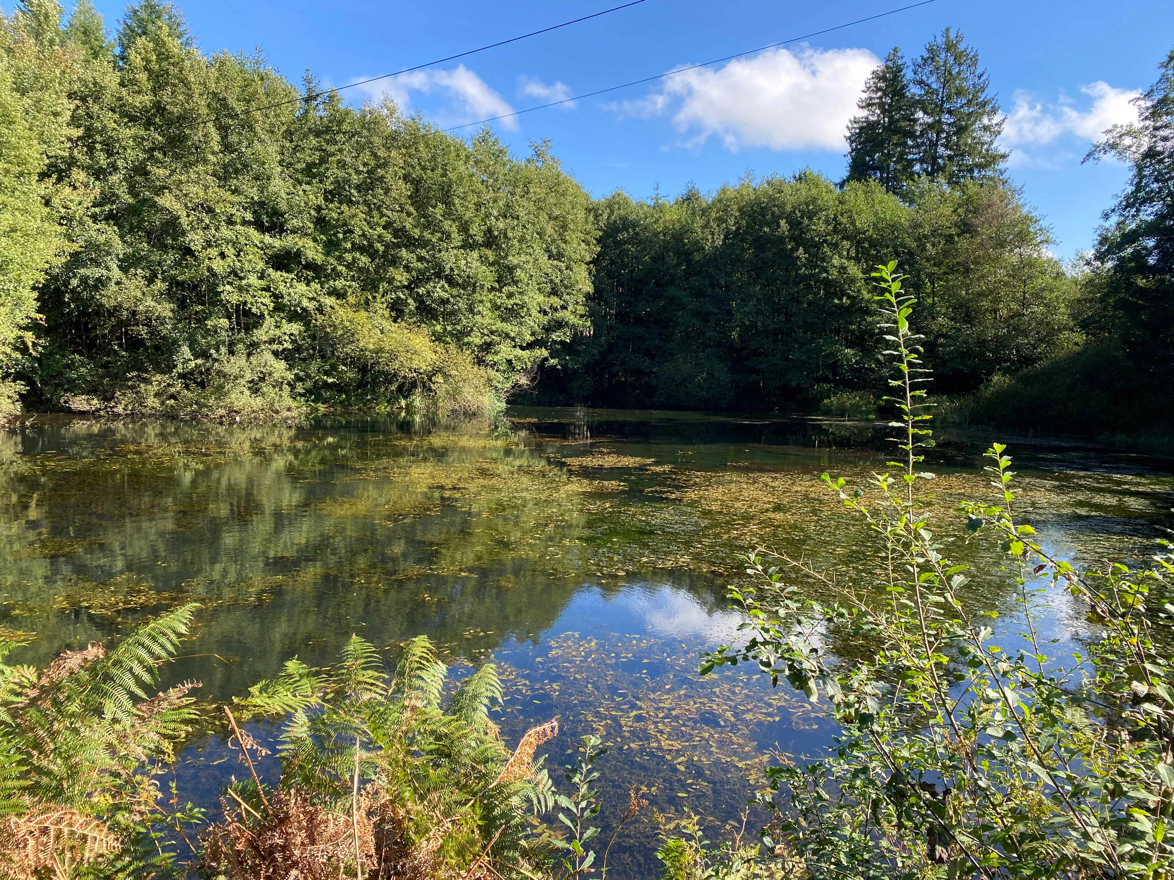 A calm mill pond surrounded by a dense, leafy deciduous forest under a bright blue sky with light clouds.
