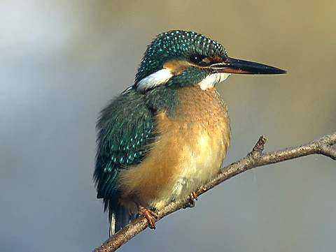 A close up view of a common kingfisher with iridescent blue and green feathers and an orange breast, perched on a thin, leafless branch against a soft, blurred background.