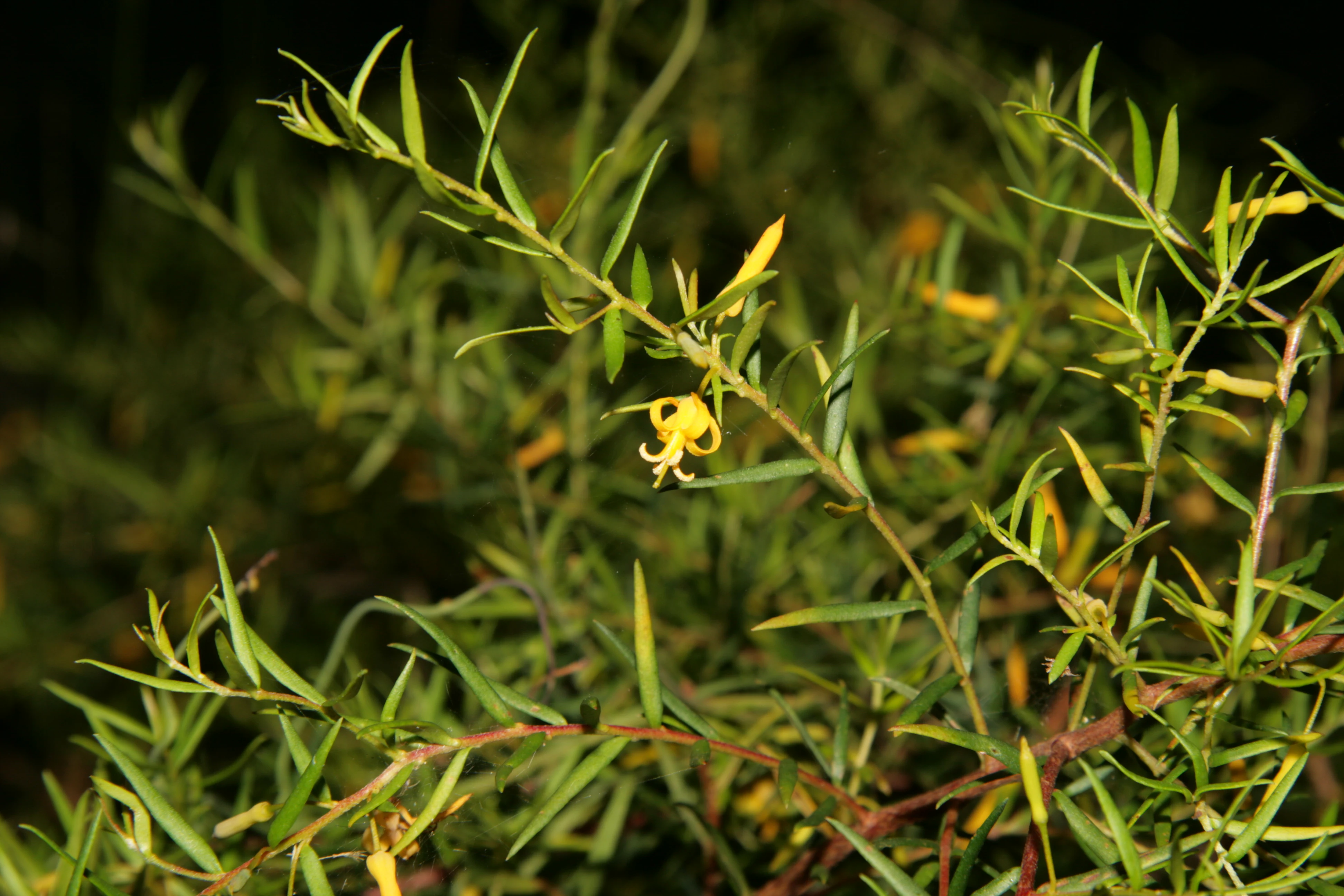 A close-up view of a Bargo Geebung shrub featuring narrow green leaves and a distinct yellow flower with curved petals.
