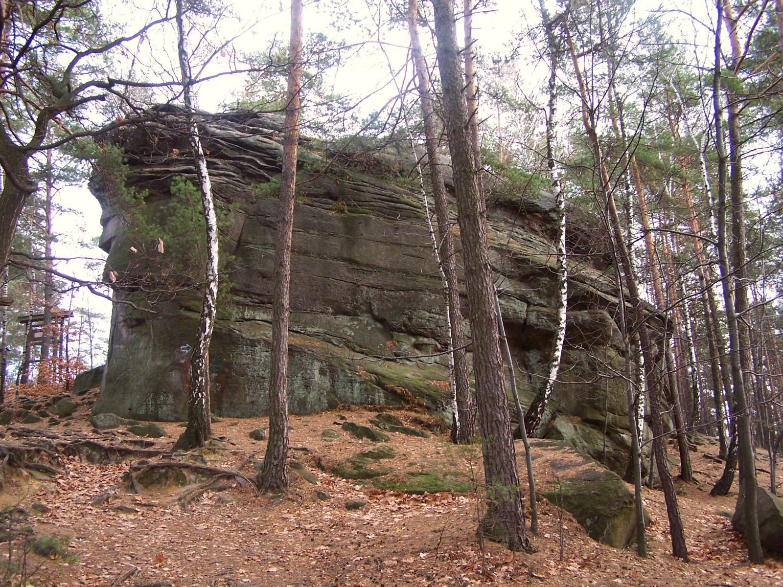 A large, monolithic sandstone rock formation surrounded by thin, tall pine and birch trees in a forest setting.