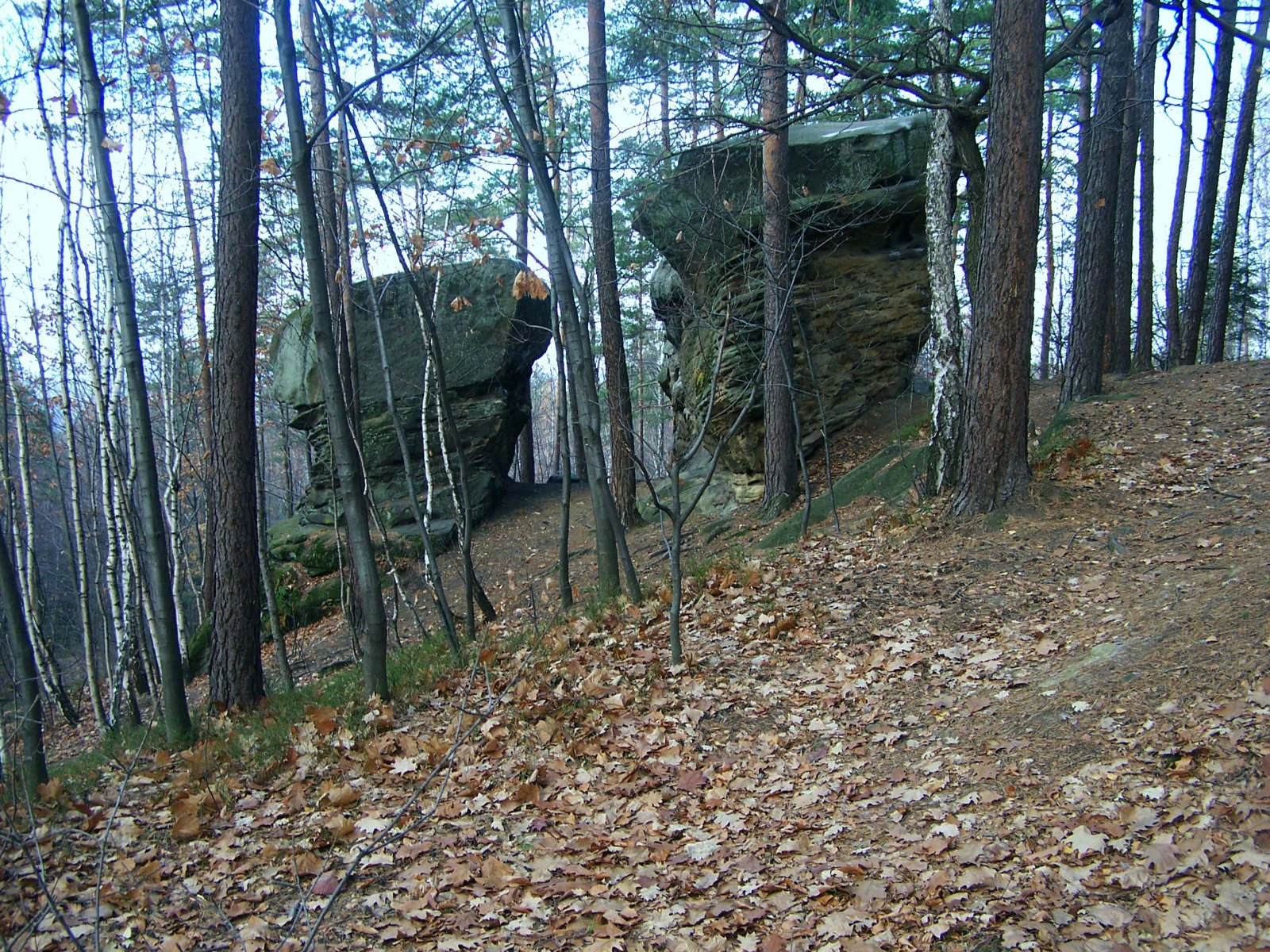 Two large, moss-covered sandstone rock formations stand among pine and birch trees in an autumn forest, with fallen leaves covering the ground.