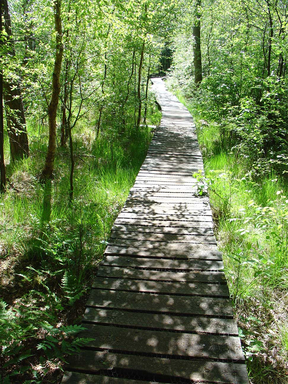 A narrow wooden boardwalk path curves slightly into a dense forest with dappled sunlight on the ground.