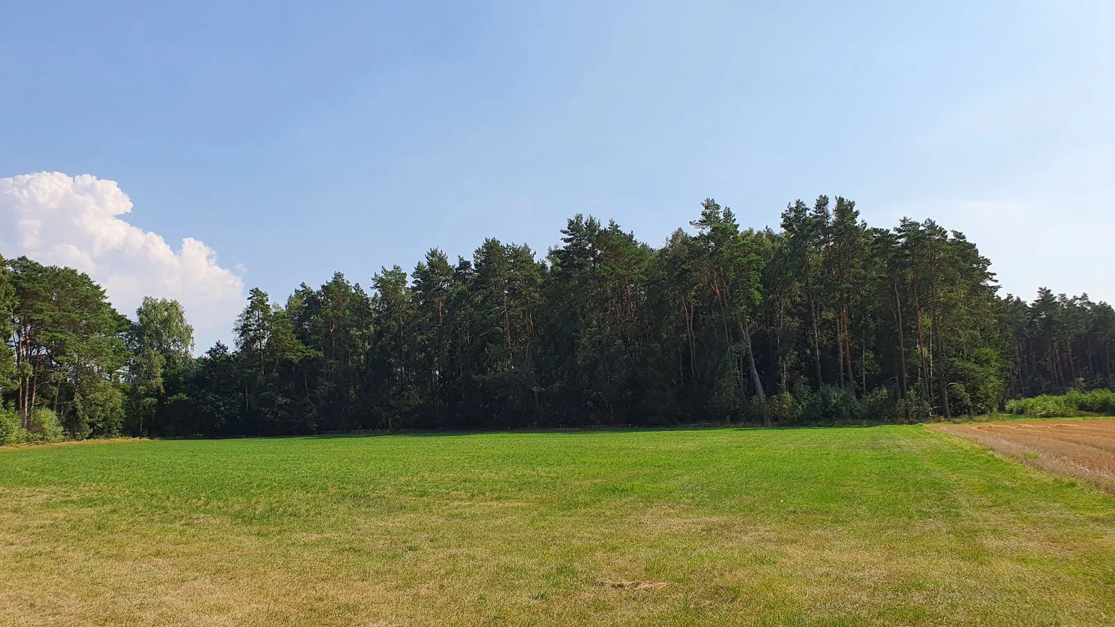 A wide shot of a green grassy field bordering a dense forest under a clear blue sky.