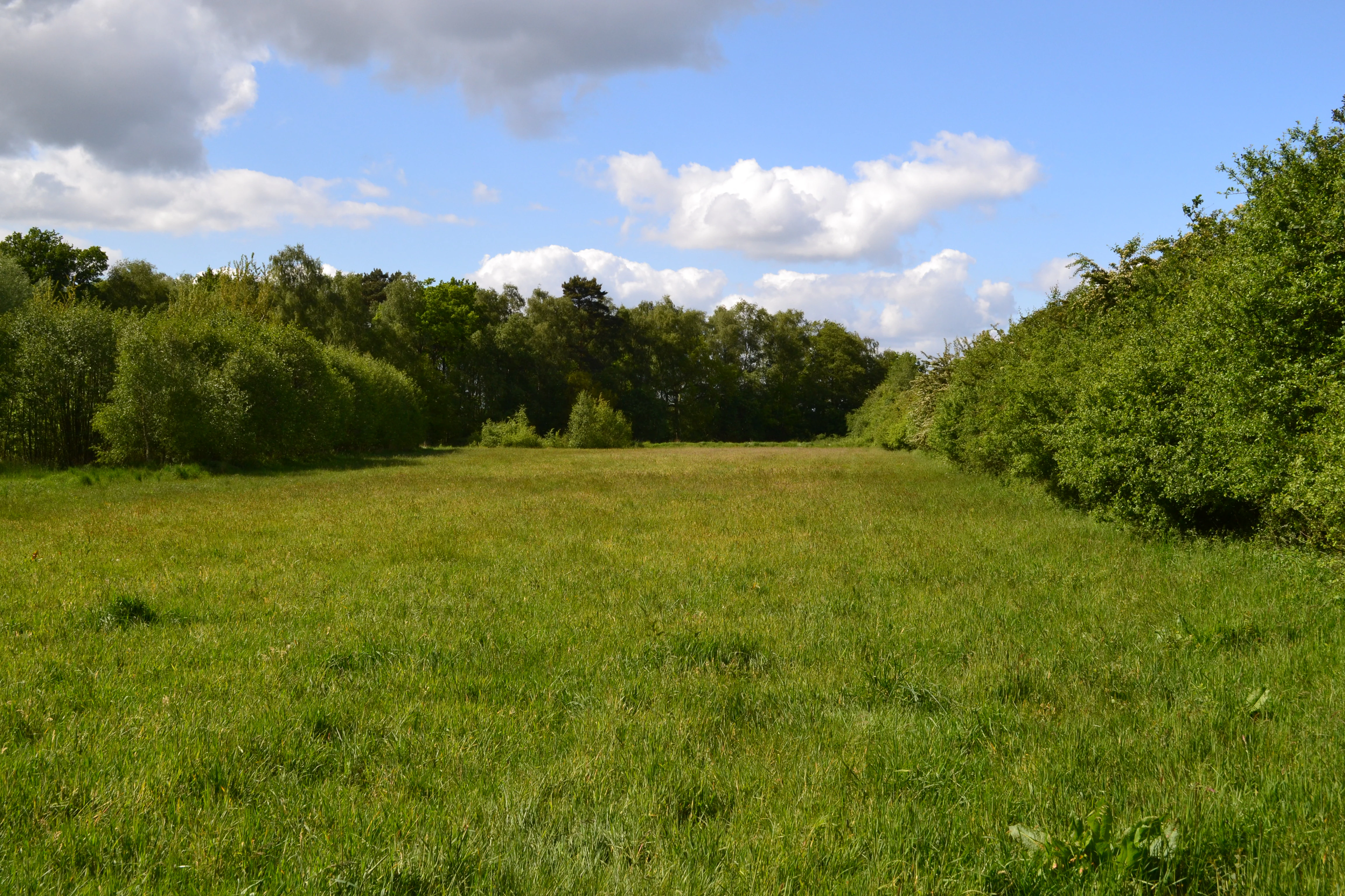 A wide, grassy meadow bordered by dense green trees under a blue sky with scattered clouds.