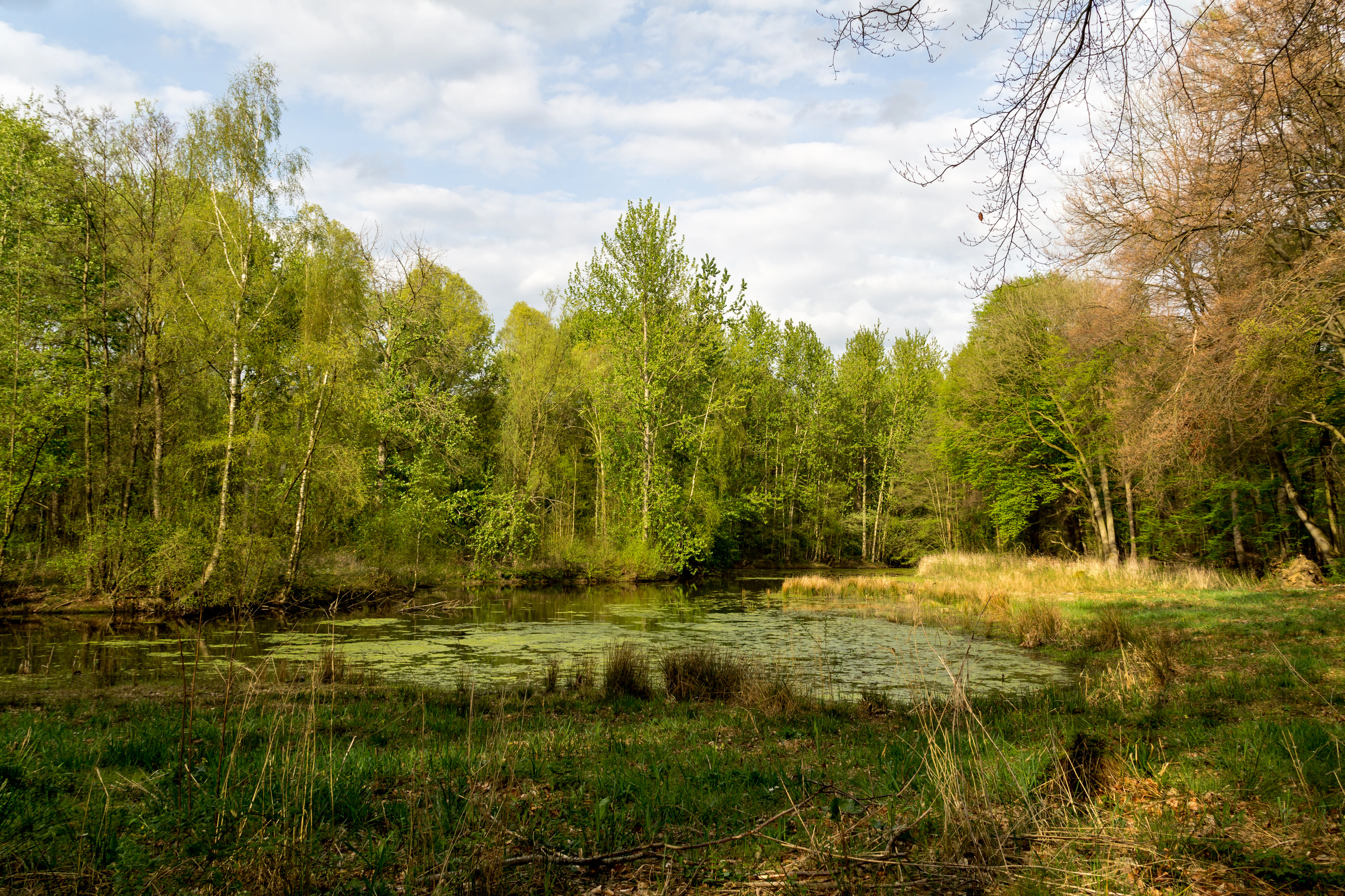 A small pond covered with light green vegetation surrounded by dense deciduous trees under a cloudy sky.