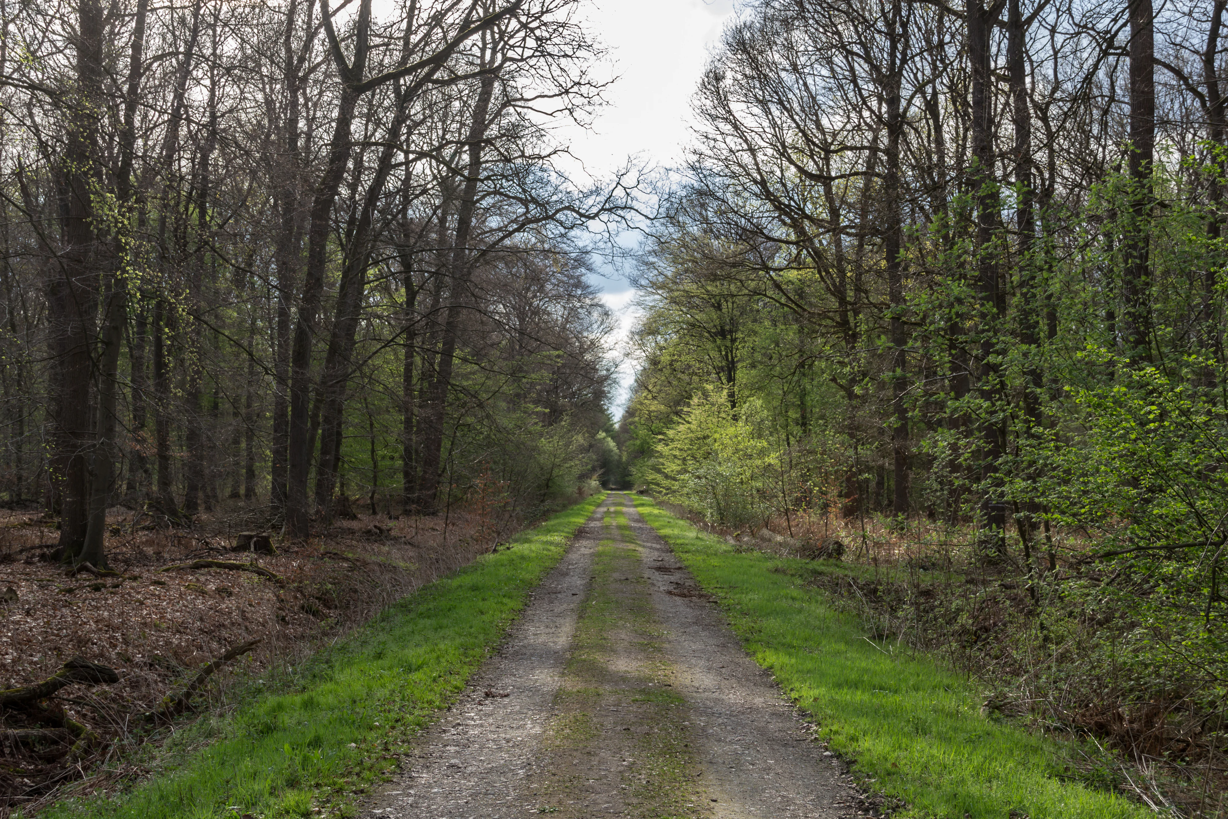 A straight dirt path stretches into the distance, flanked by dense forest with deciduous trees in early spring leaf development.