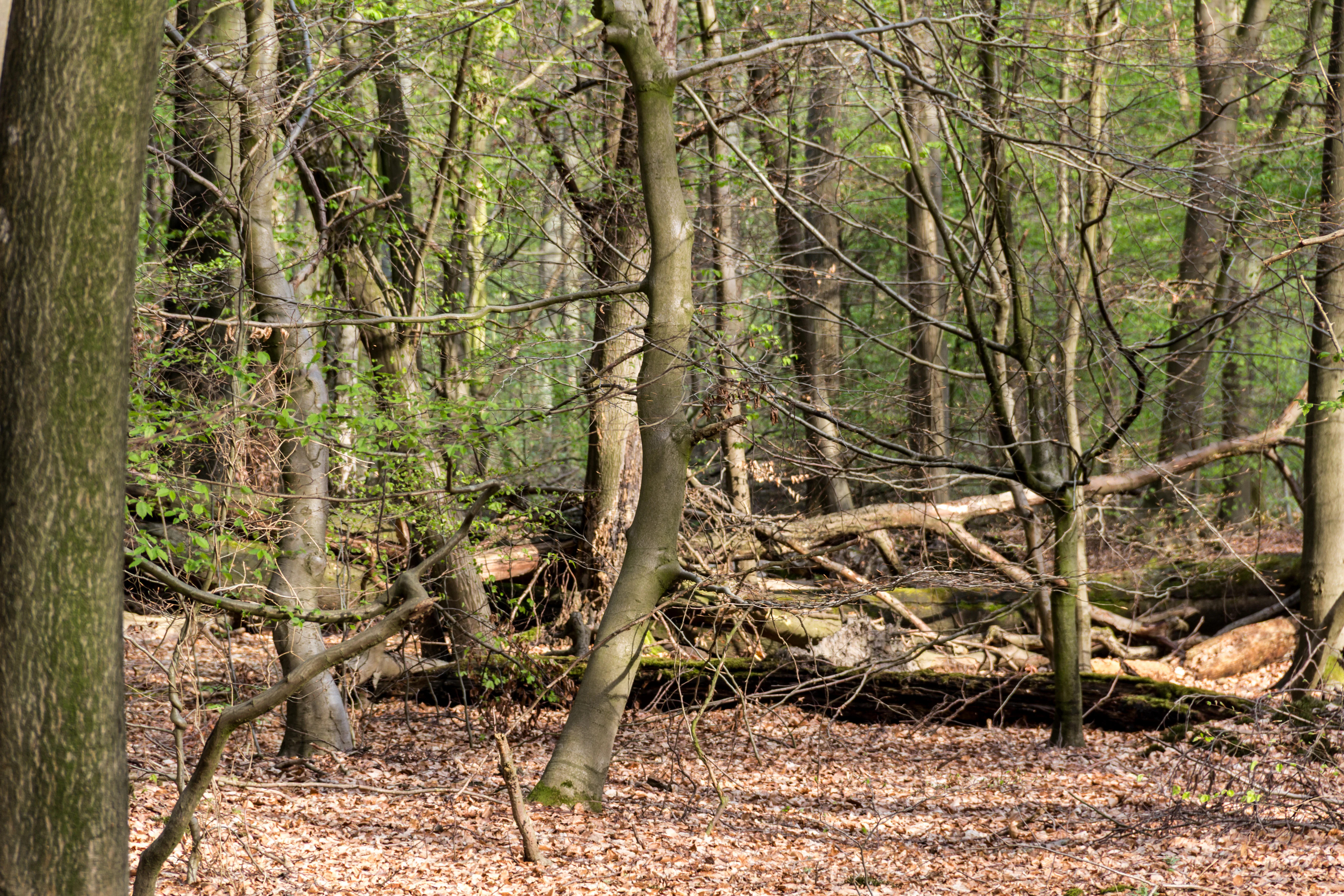 A section of a deciduous forest in spring, featuring thin tree trunks, fallen logs on the leaf-covered ground, and new green leaves sprouting on branches.