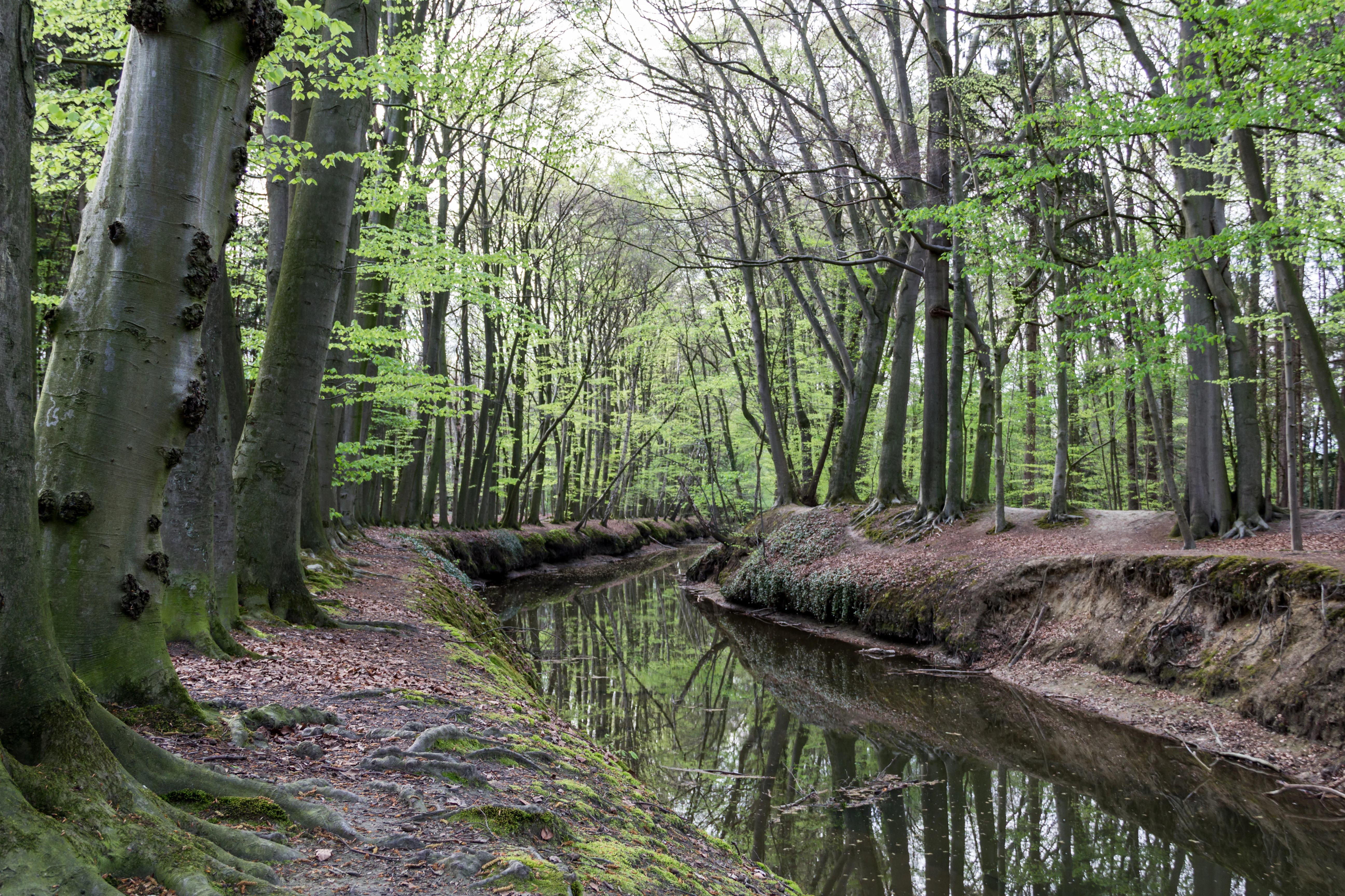A calm, narrow river flowing through a lush green deciduous forest with a dirt trail running along its bank.