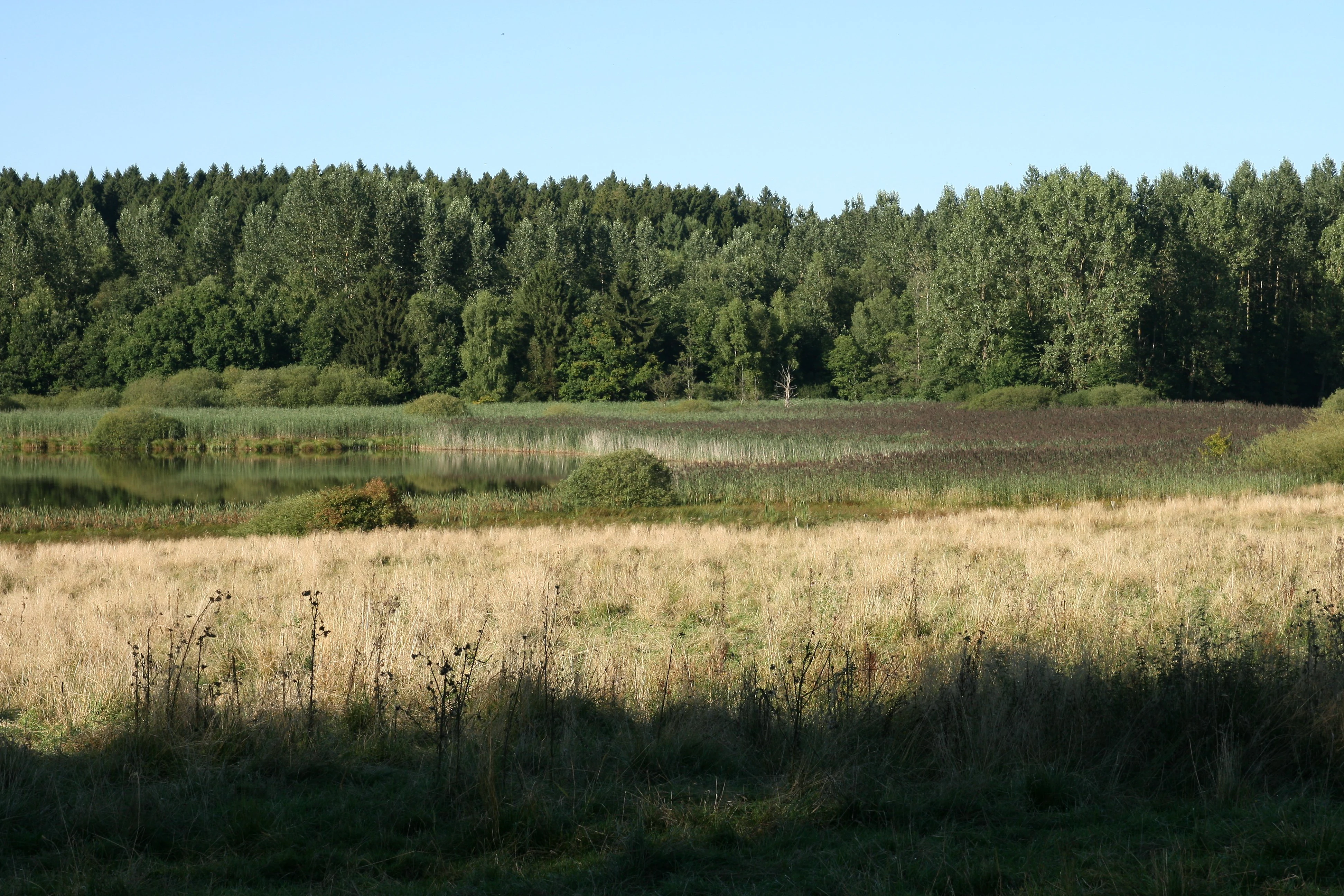 A landscape view of the Wölferlinger Weiher nature reserve featuring a golden grassy meadow in the foreground, wetland vegetation, and a dense forest in the background under a clear sky.