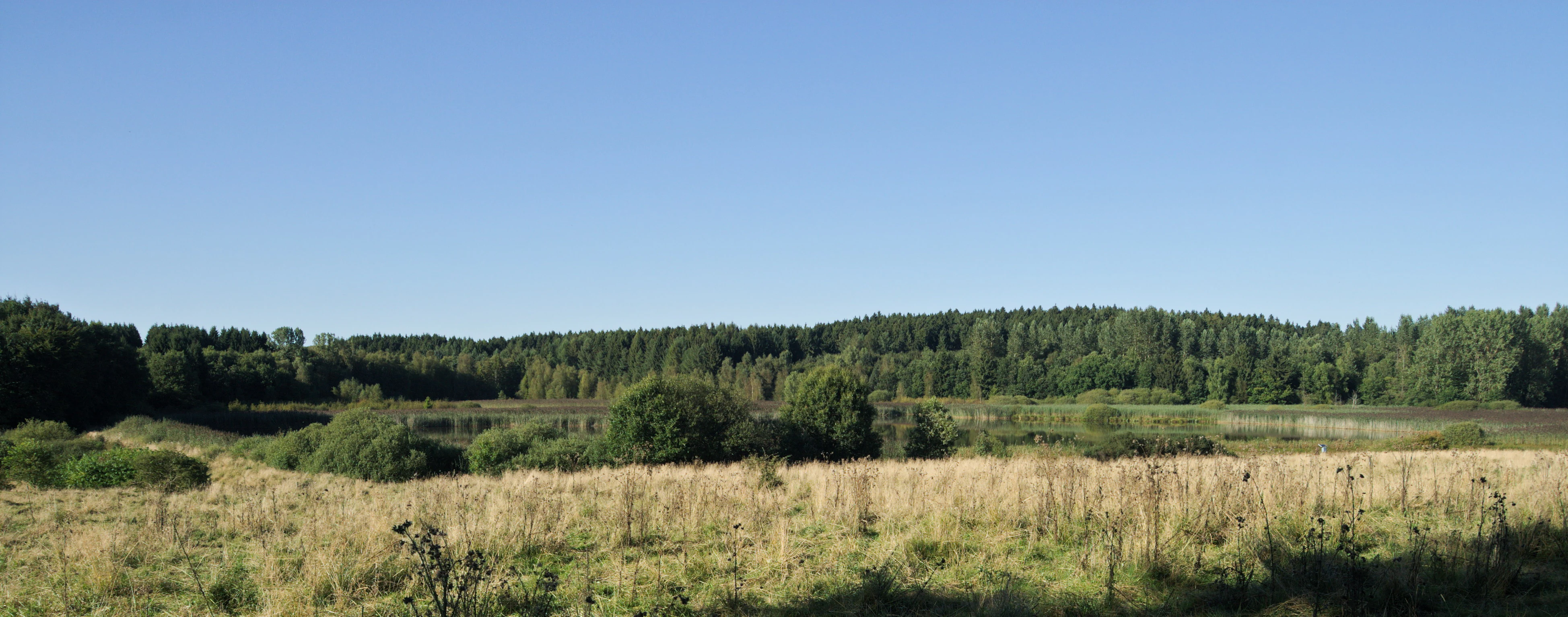 A wide, eye level landscape view of a nature reserve featuring a grassy, golden-hued foreground, a marshy middle ground with bushes, and a dense, dark green forest in the background under a clear blue sky.